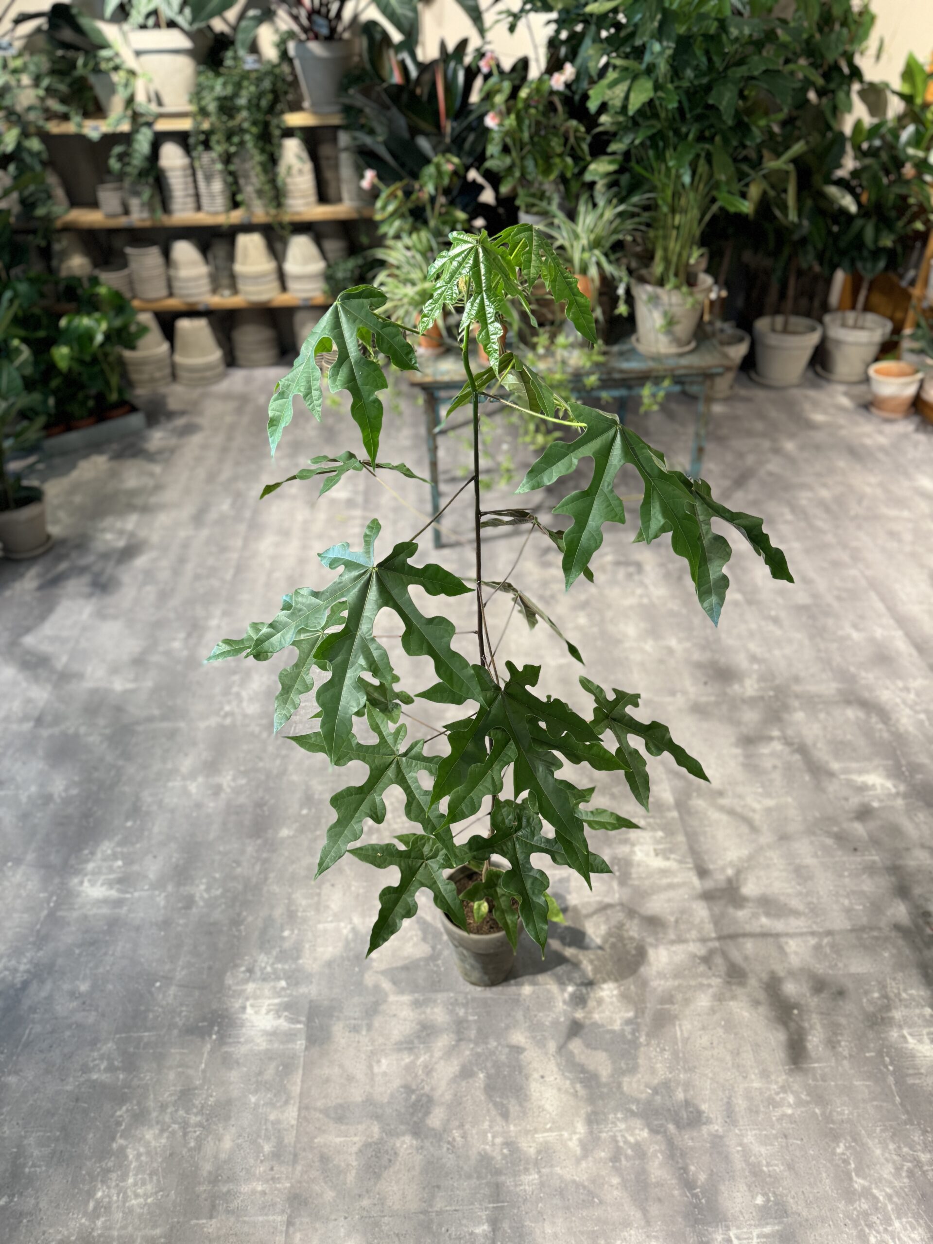 Kærlighedstræ (stor) - Australsk kærlighedstræ - Happyflower-dk