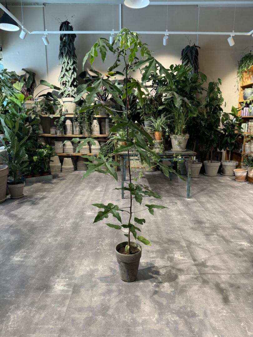 Kærlighedstræ (stor) - Happyflower-dk