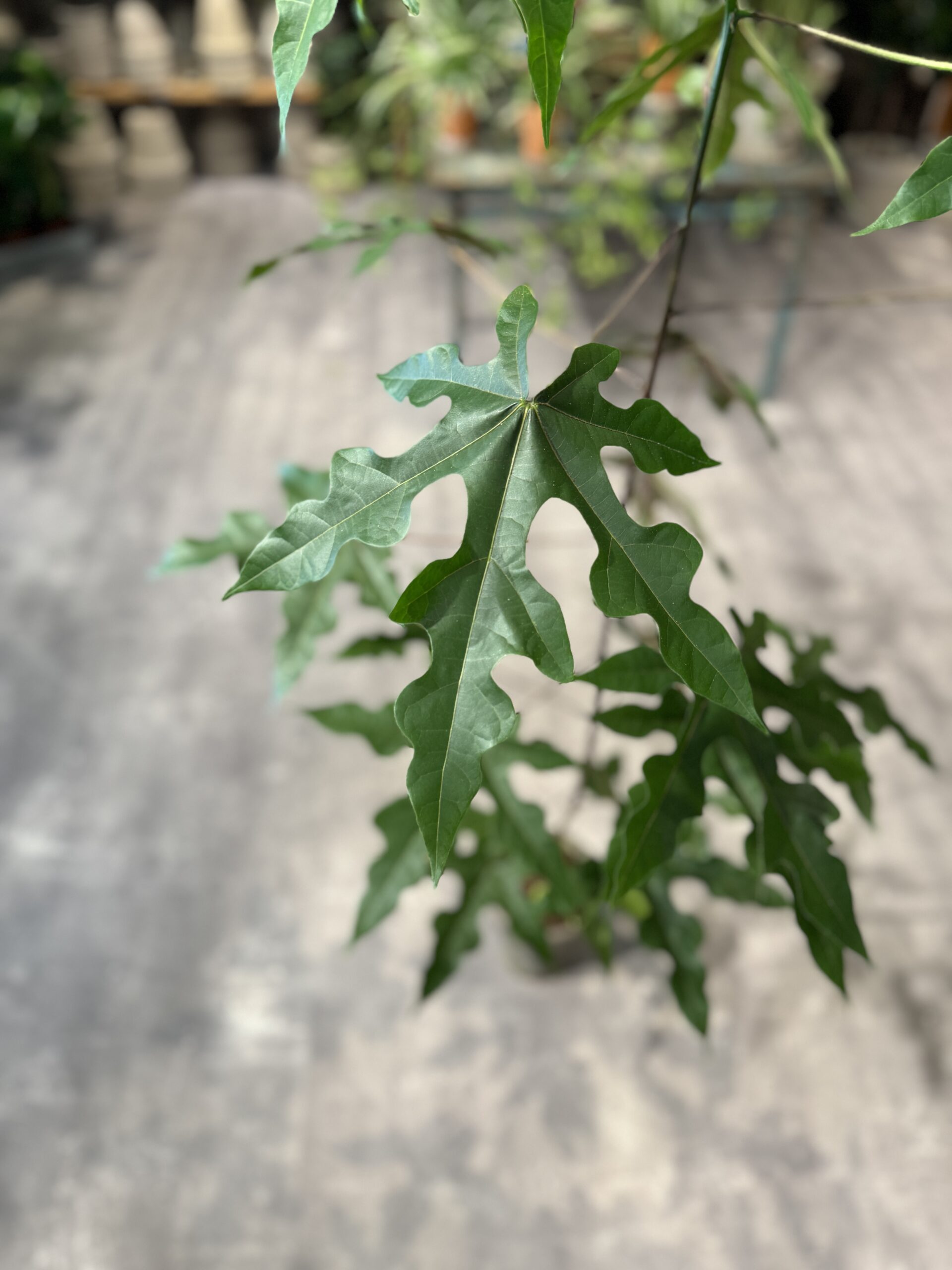 Kærlighedstræ (stor) blad - Happyflower-dk