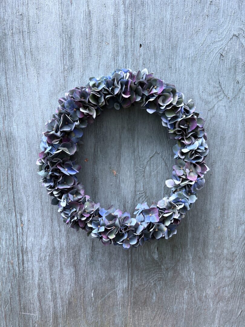 Hortensiakans Pimpernel - Happyflower-dk