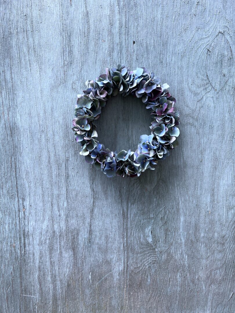 Hortensiakans Pimpernel (lille) - Happyflower-dk