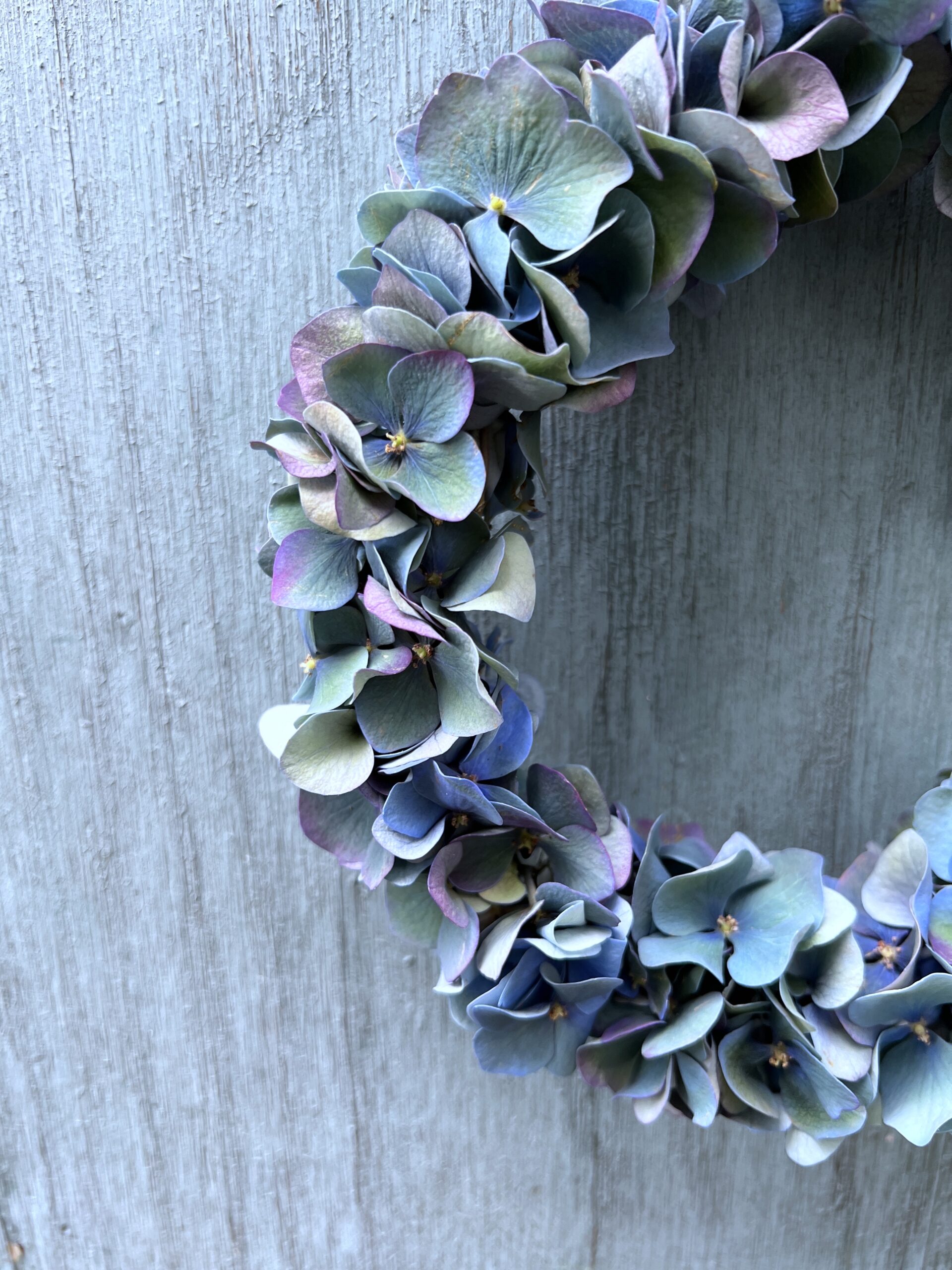 Hortensiakans Pimpernel (lille) - Happyflower-dk1