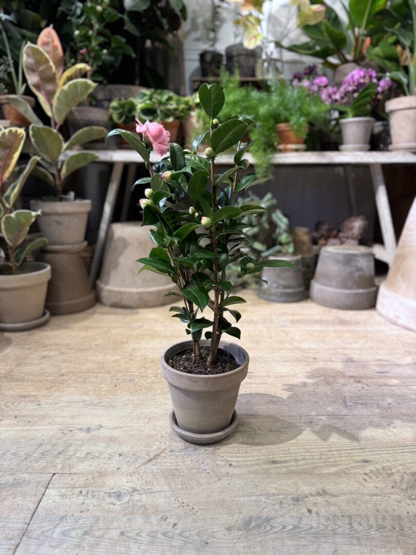 Kamelia - Kamelia med krukke - Happyflower-dk