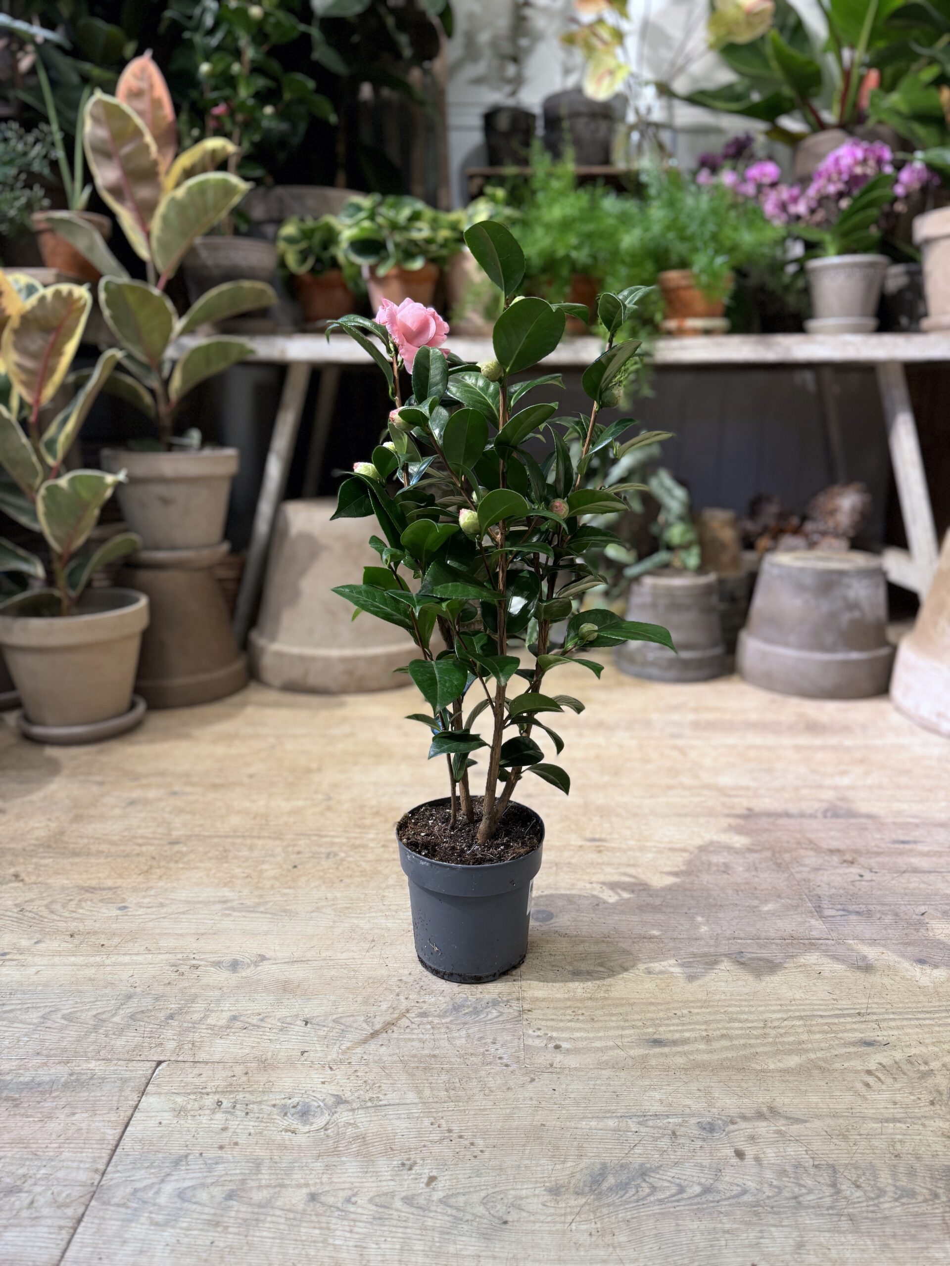 Kamelia - Kamelia uden krukke - Happyflower-dk