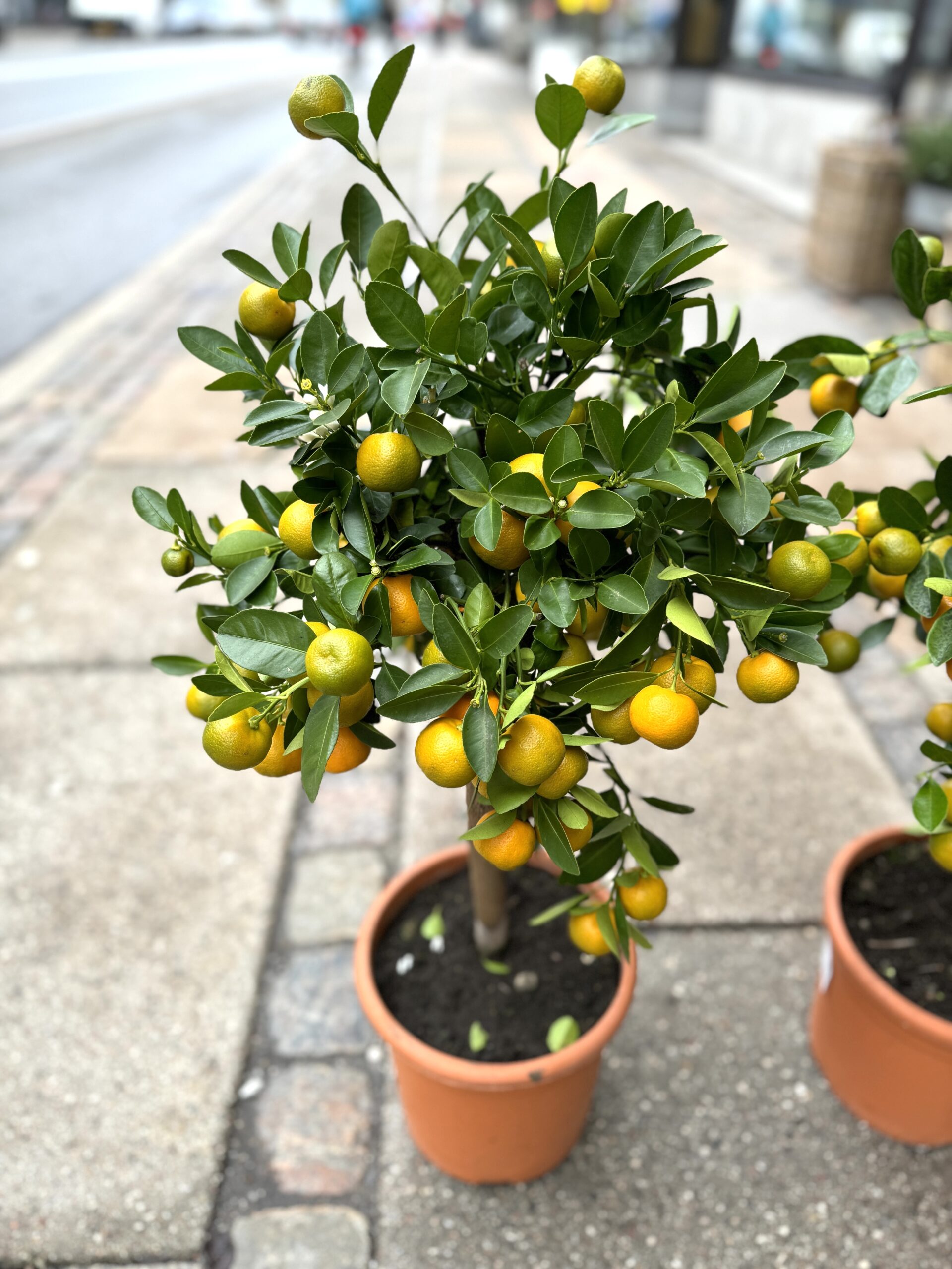 Calamondin stor - frugter - Happyflower-dk