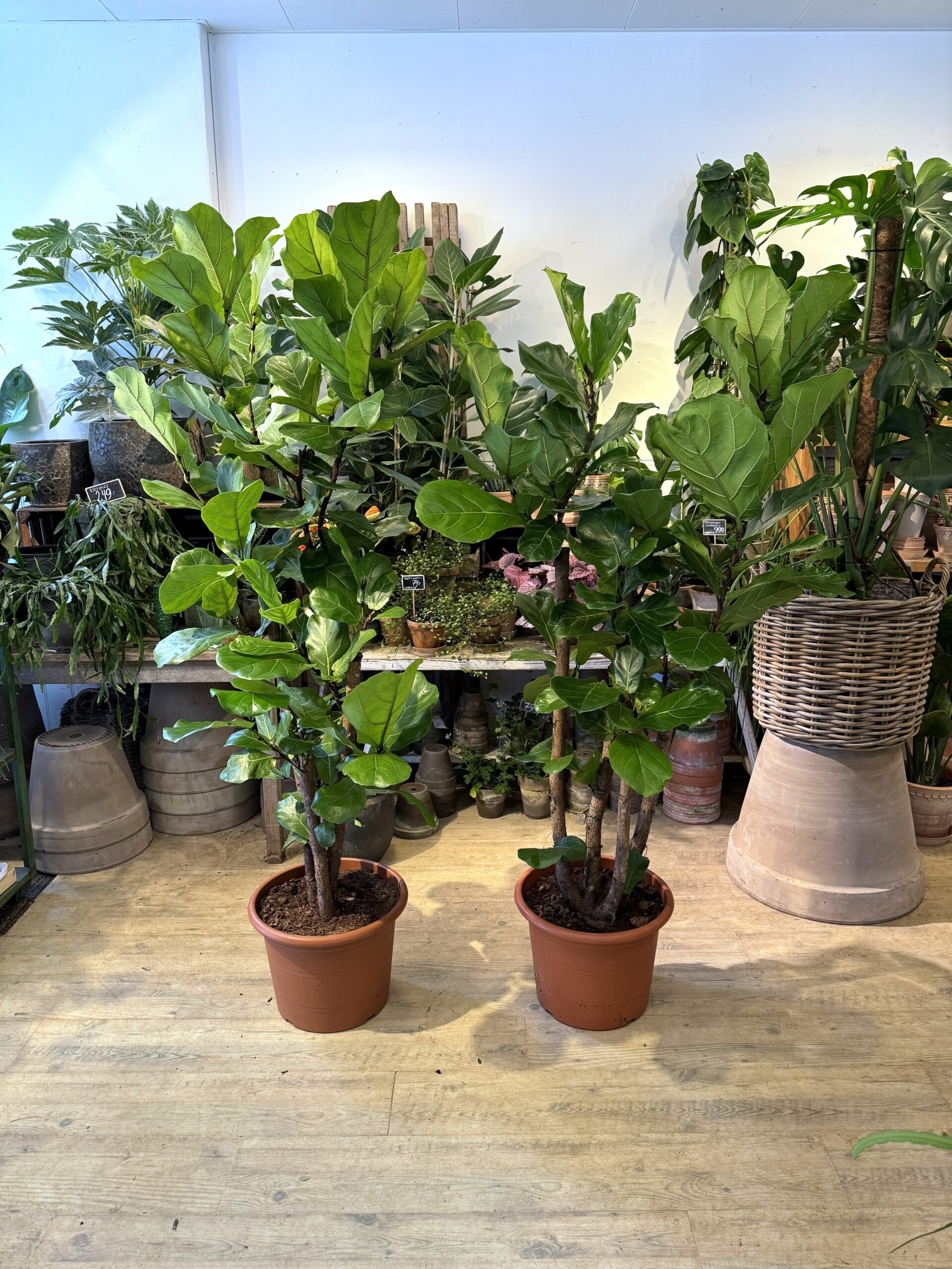 Forgrenet Violinfigen - 180 cm. - Happyflower-dk