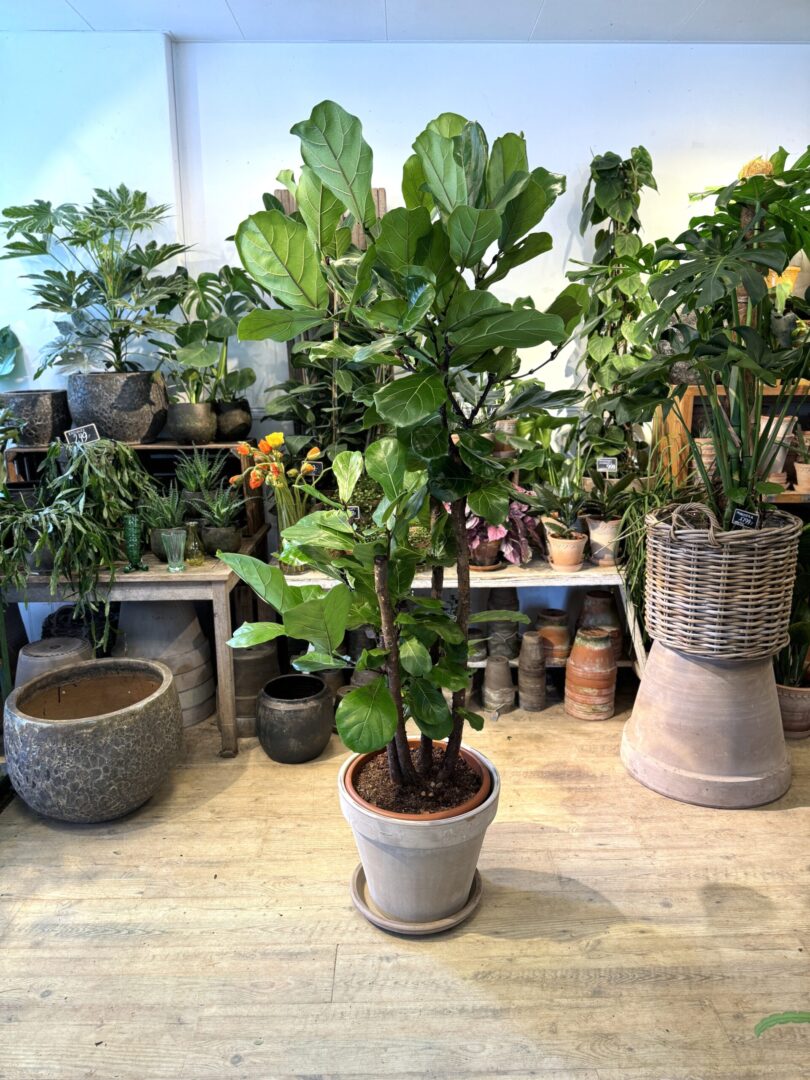 Forgrenet Violinfigen - 180 cm. med krukke - Happyflower-dk