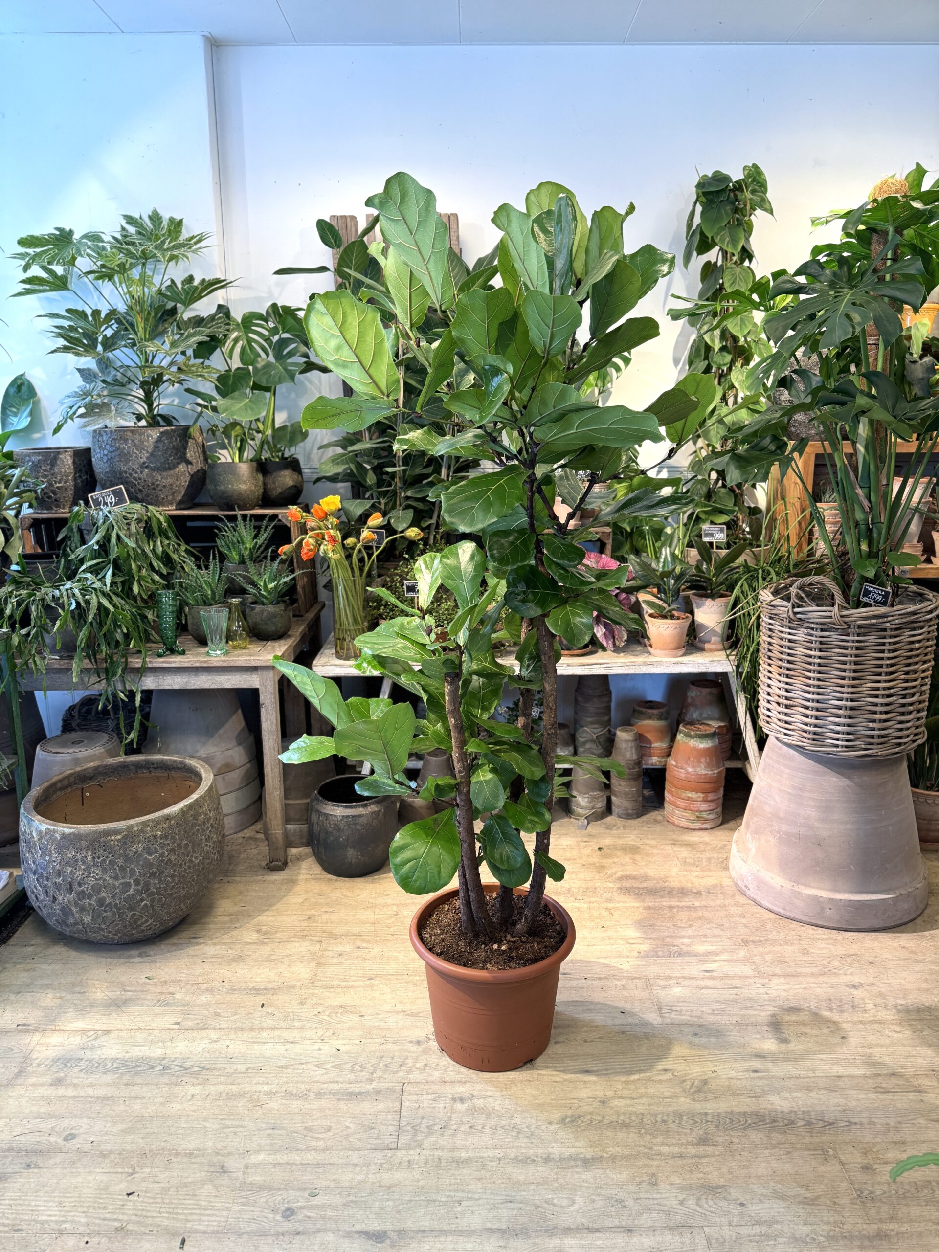 Forgrenet Violinfigen - 180 cm. uden krukke - Happyflower-dk