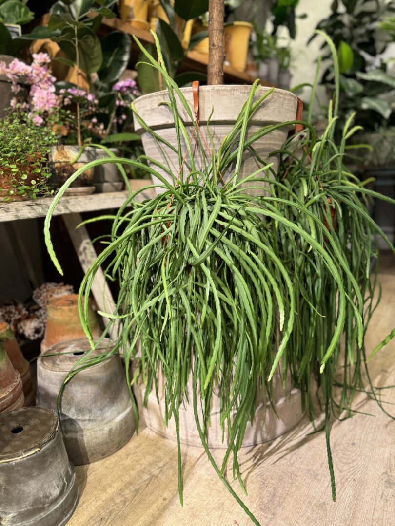 Rhipsalis Lepismium Bolivianum - Happyflower.dk