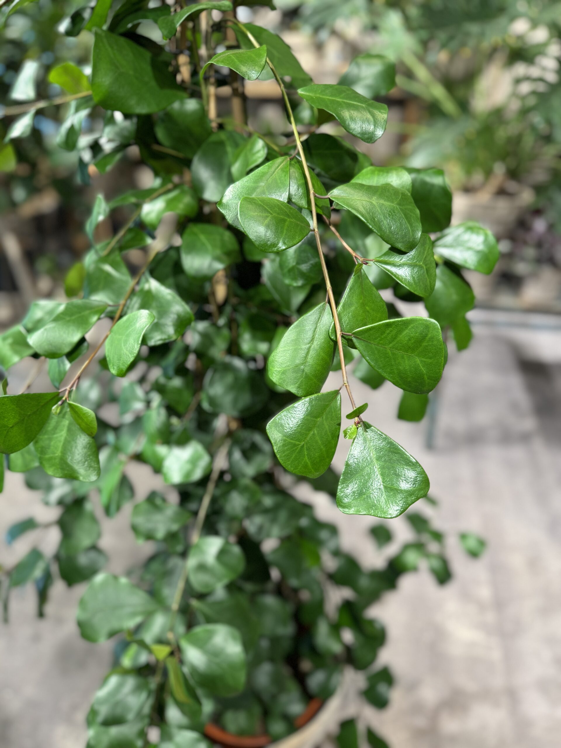 Ficus Trinova - Blade - Happyflower-dk
