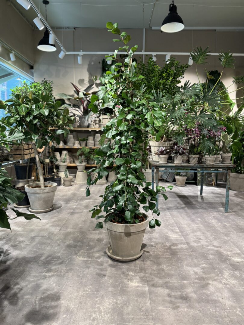 Ficus Trinova - Ficus - Happyflower-dk