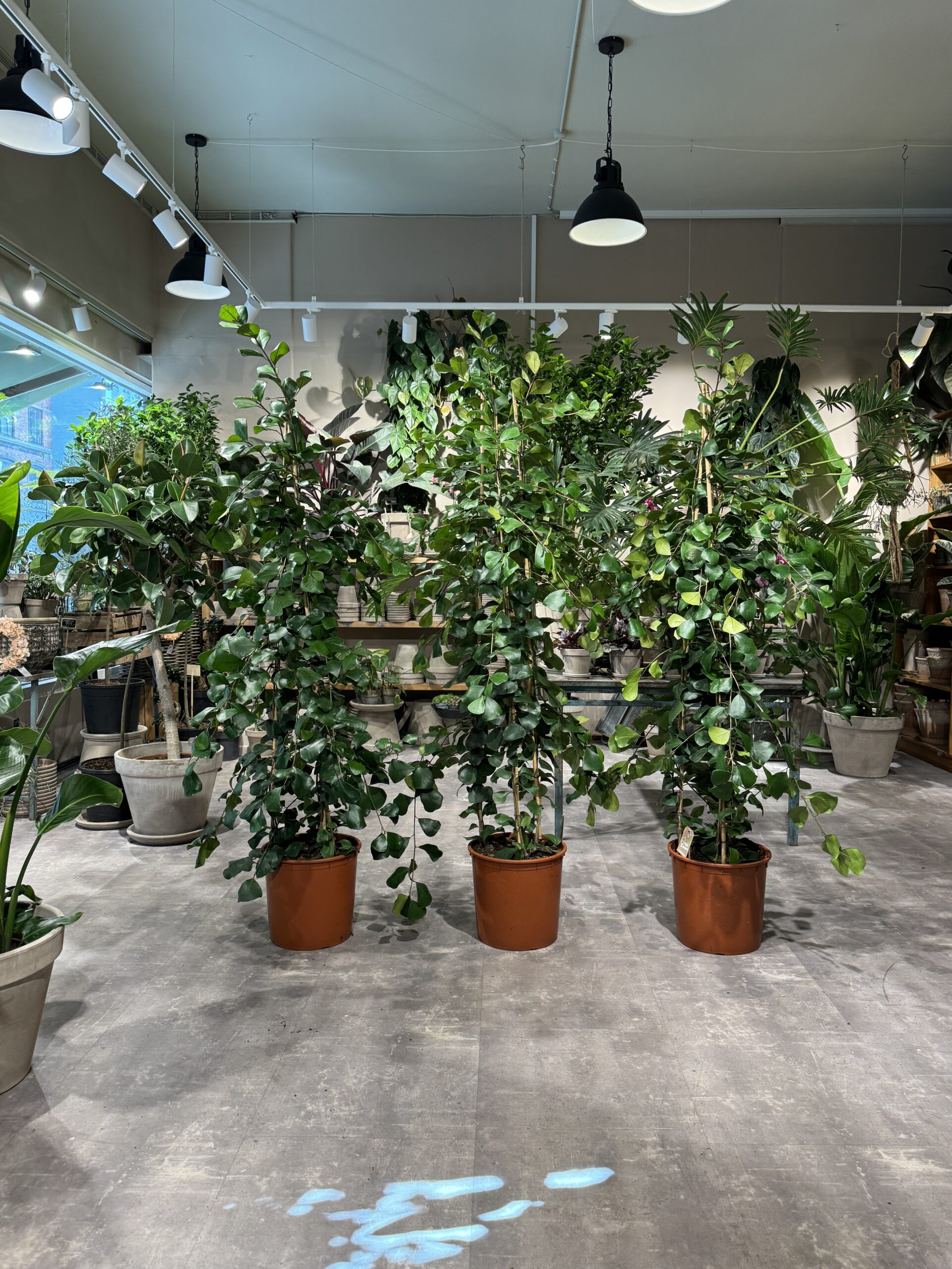 Ficus Trinova - Stor stueplante - Happyflower-dk