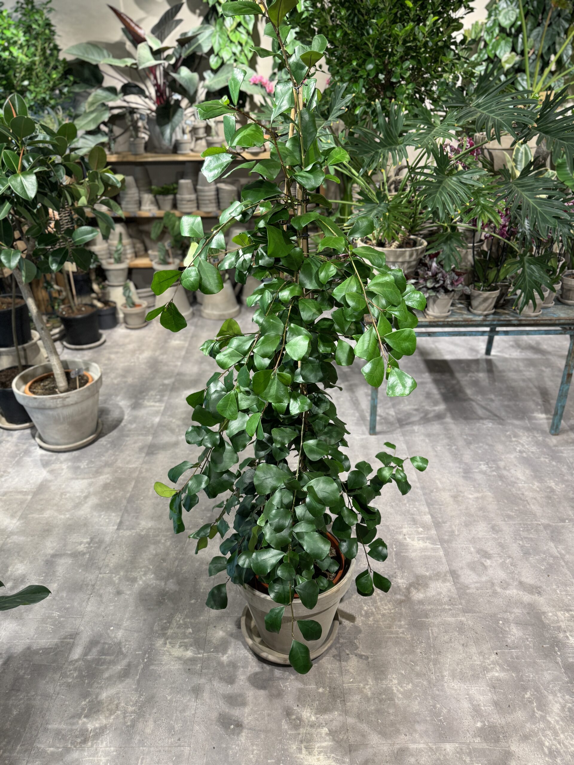 Ficus Trinova - Store stueplanter billigt - Happyflower-dk