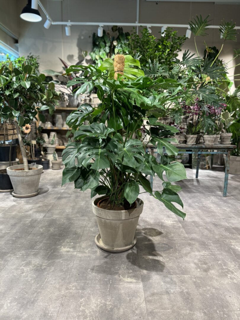 Monstera XL - Fingerphilodendron - Happyflower-dk