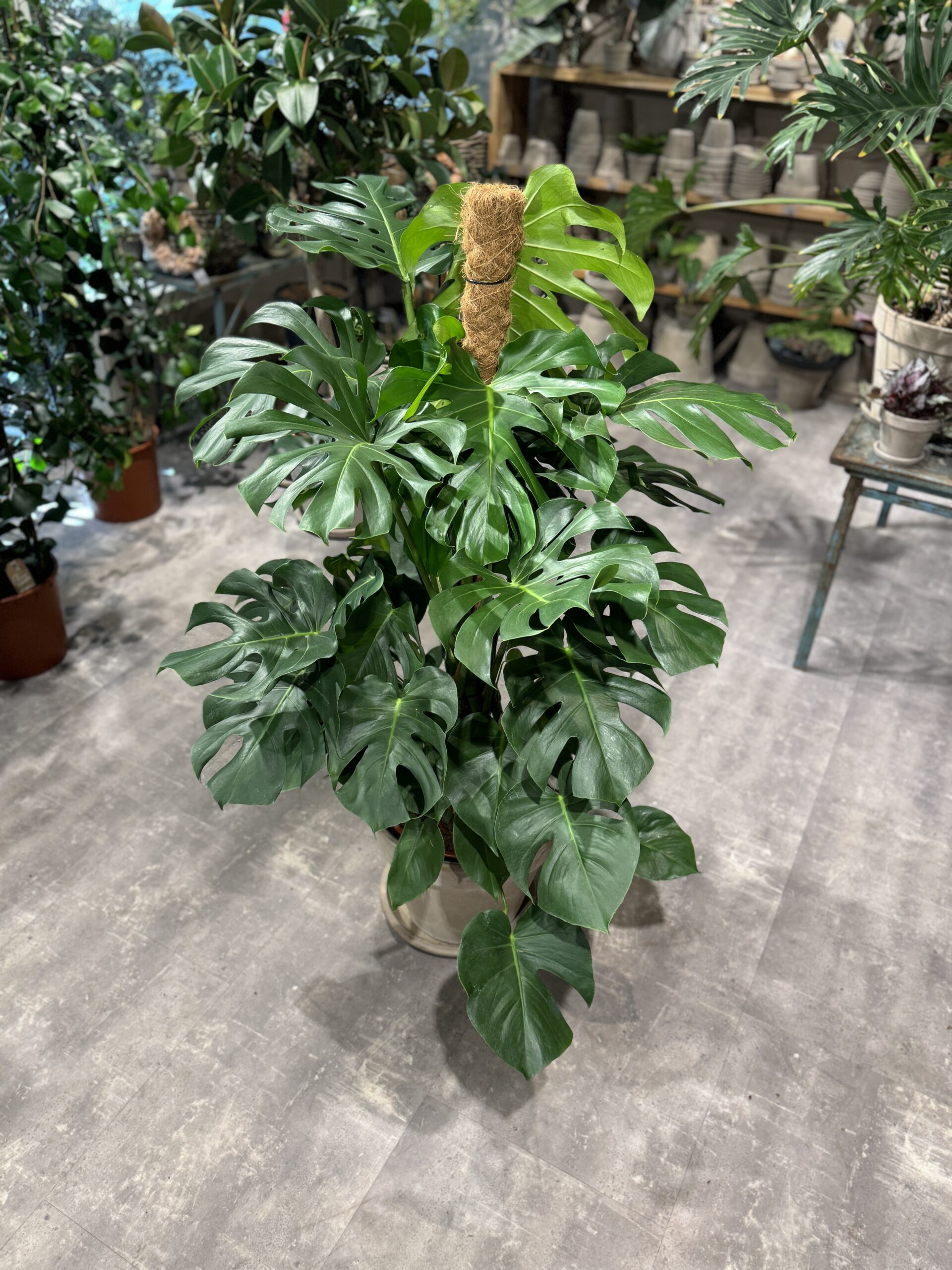 Monstera XL - Fingerphilodendron - Monstera Deliciosa - Happyflower-dk_5221