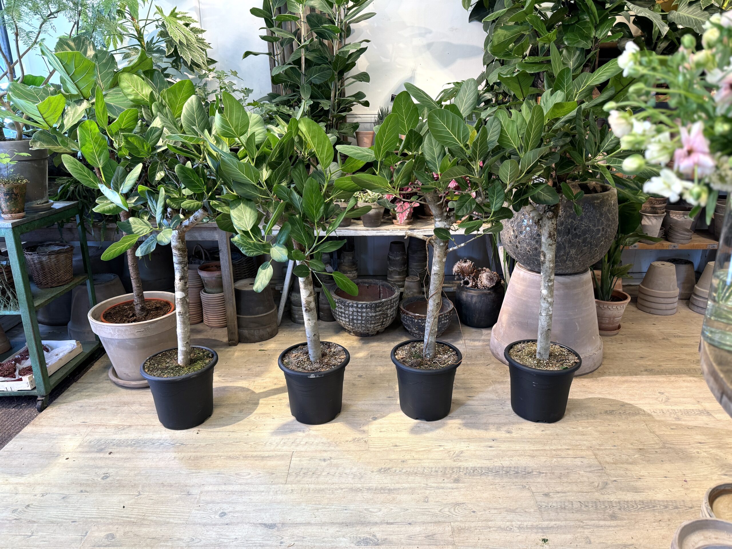 Opstammet Ficus Audrey 130-150. - Happyflower-dk