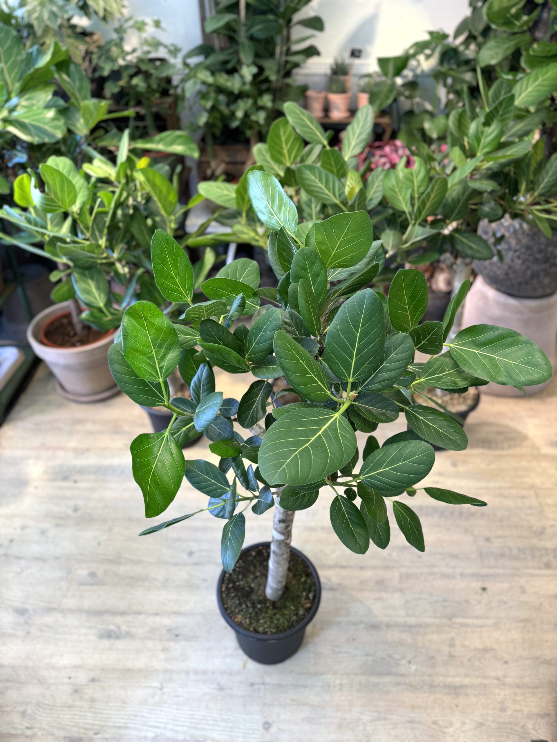 Opstammet Ficus Audrey 130-150. - Krone - Happyflower-dk.JPG