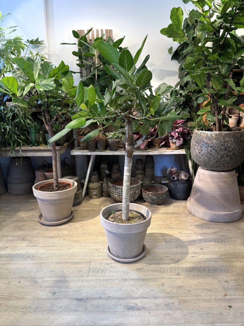 Opstammet Ficus Audrey 130-150. med krukke - Happyflower-dk.JPG