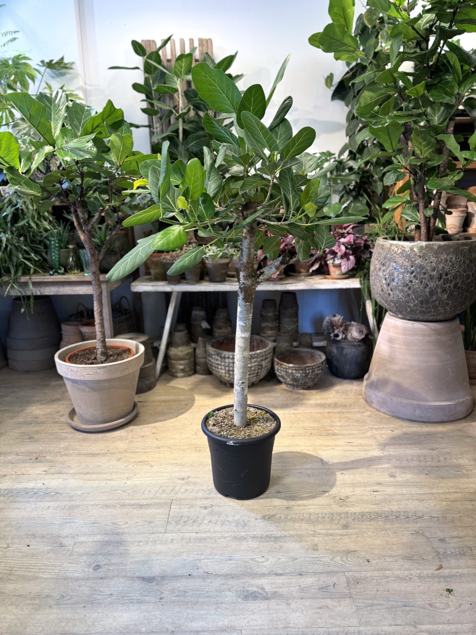 Opstammet Ficus Audrey 130-150. uden krukke - Happyflower-dk.JPG.JPG