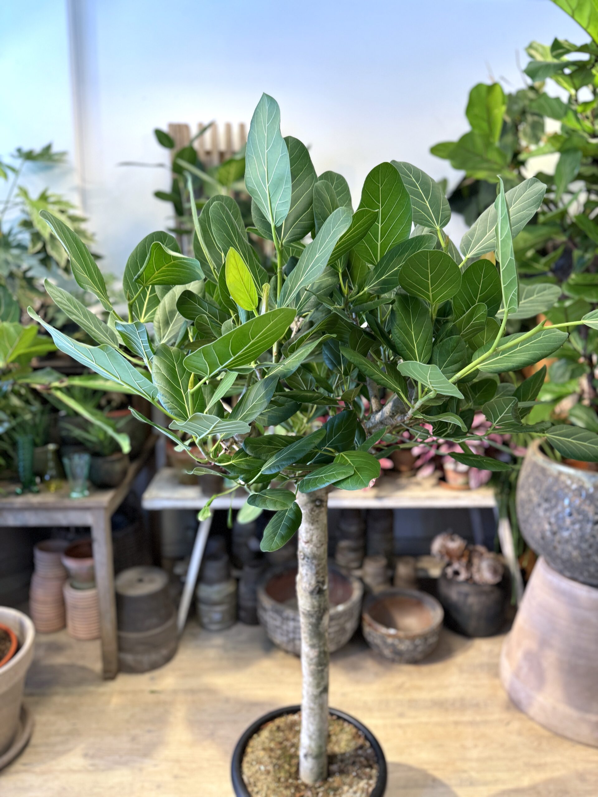 Opstammet Ficus Audrey 170-190 cm. - Krone - Happyflower-dk