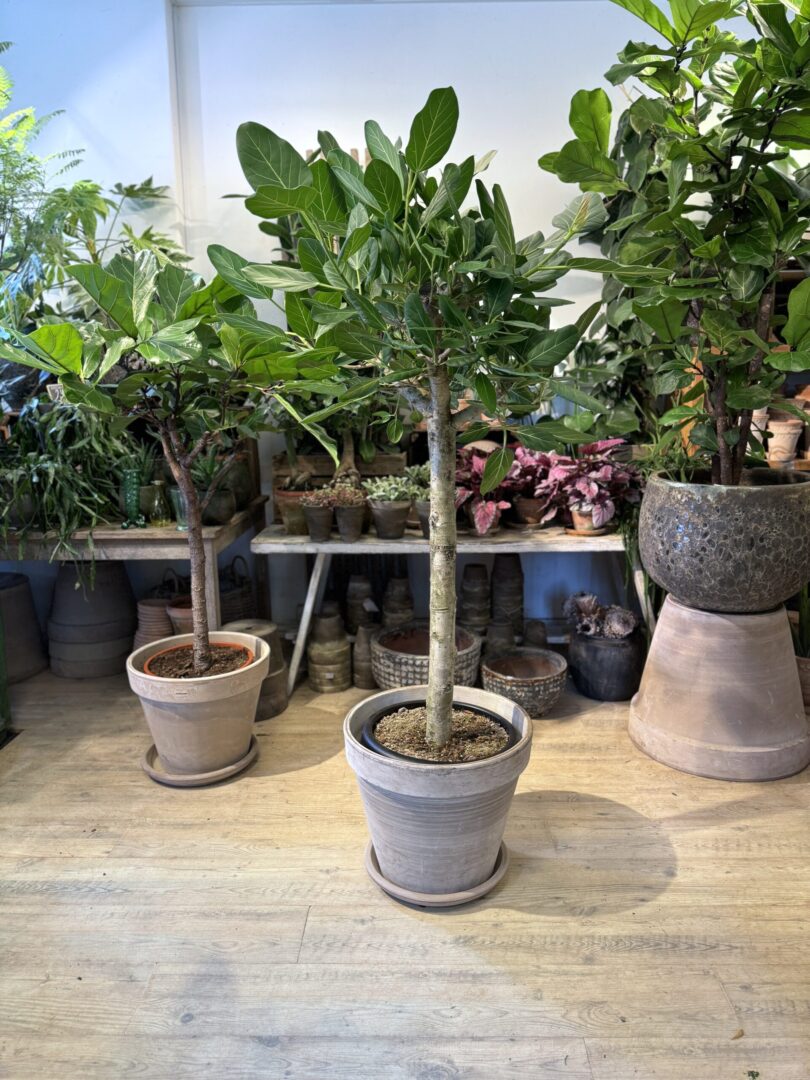 Opstammet Ficus Audrey 170-190 cm. - Med krukke - Happyflower-dk