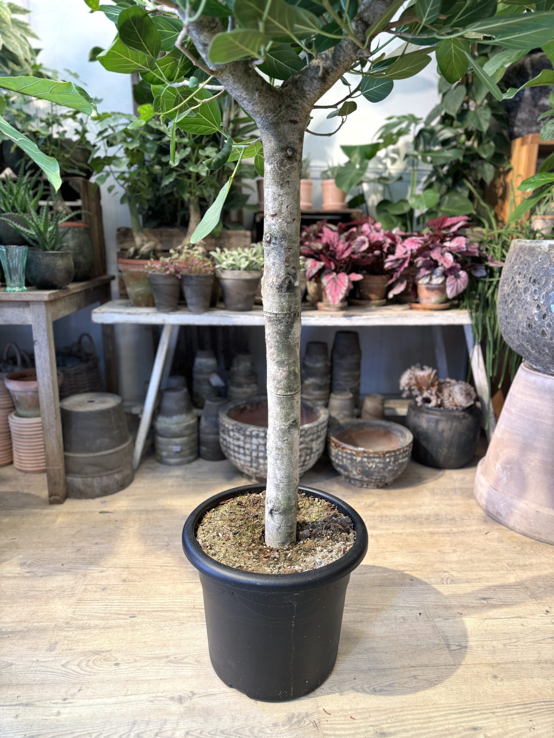 Opstammet Ficus Audrey 170-190 cm. - Stamme - Happyflower-dk