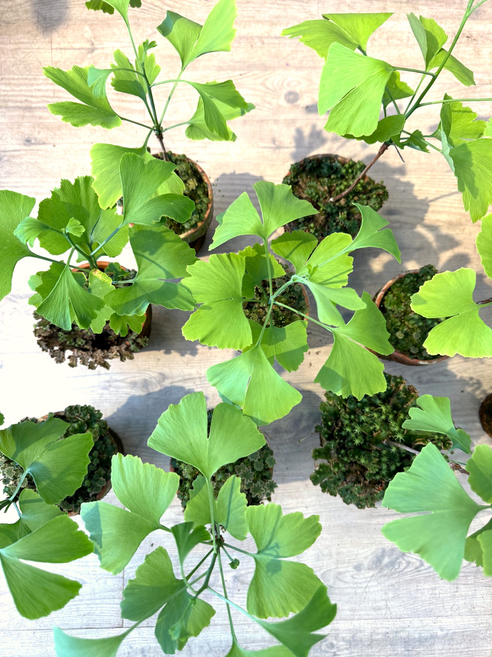 Ginkgo Biloba blade - Happyflower-dk