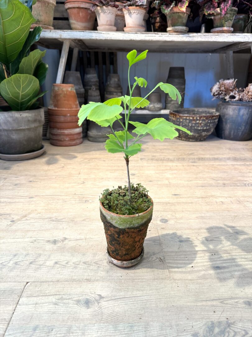 Ginkgo Biloba med krukke - Happyflower-dk