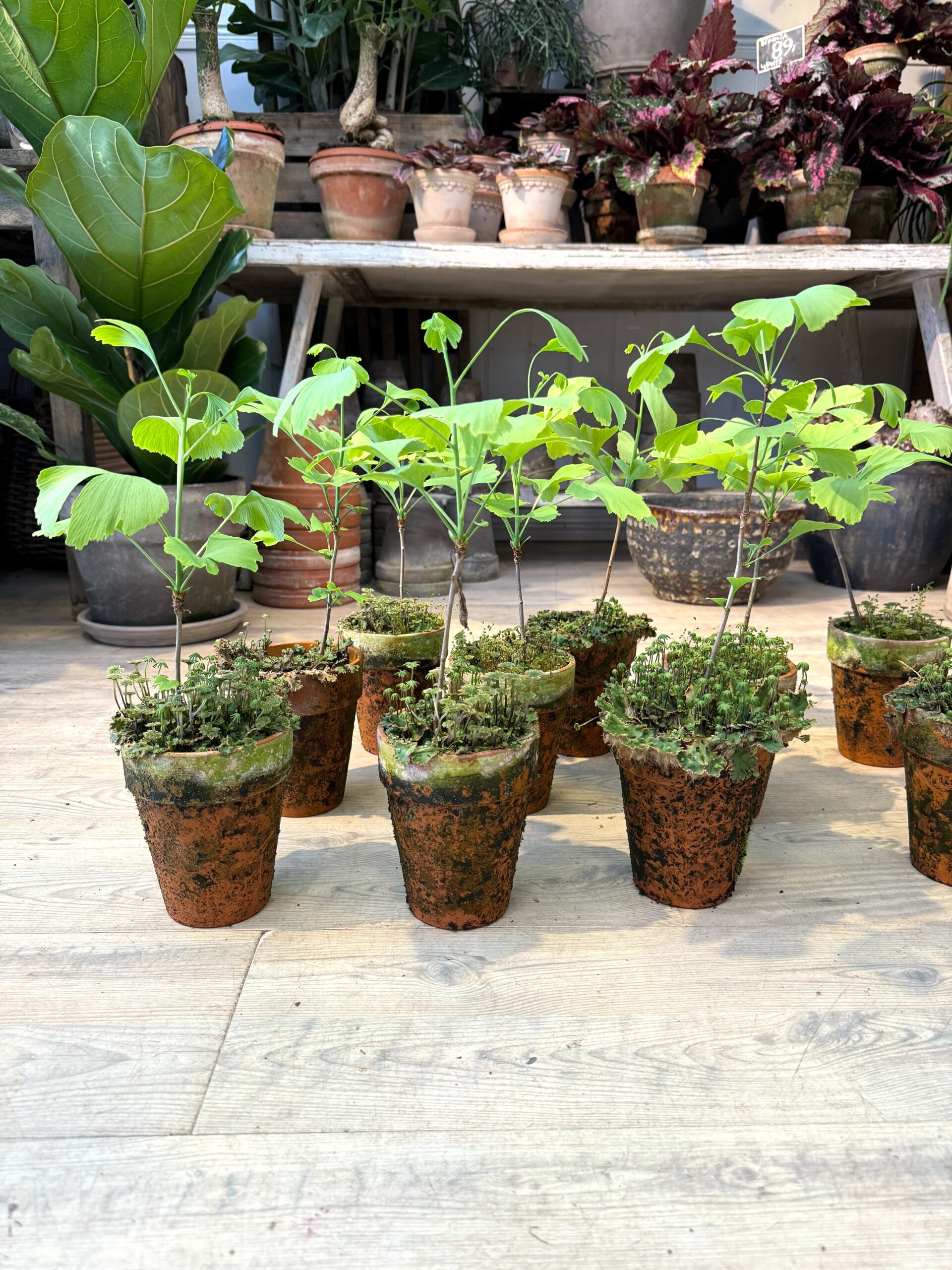 Ginkgo Biloba planter - Happyflower-dk