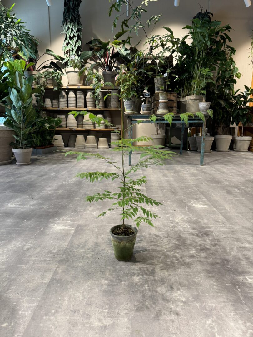 Kinesisk træ - Happyflower-dk