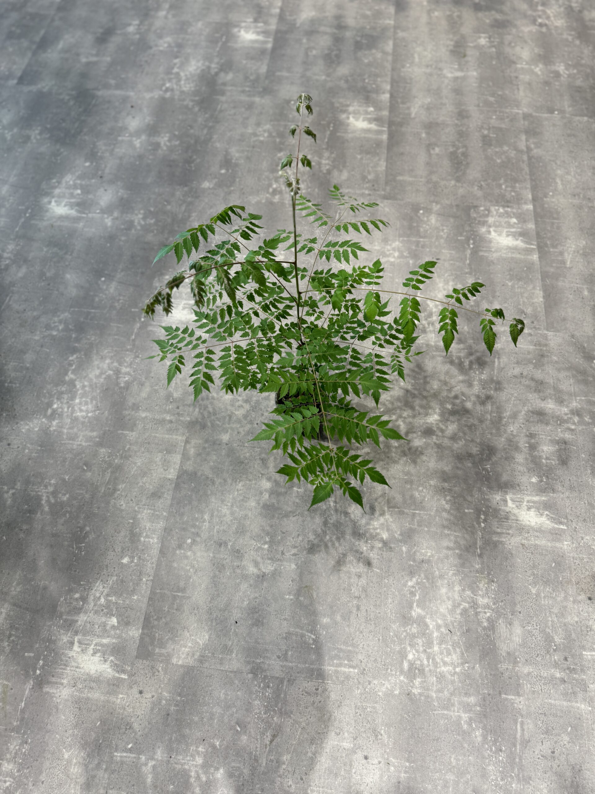 Kinesisk træ - blade - Happyflower-dk