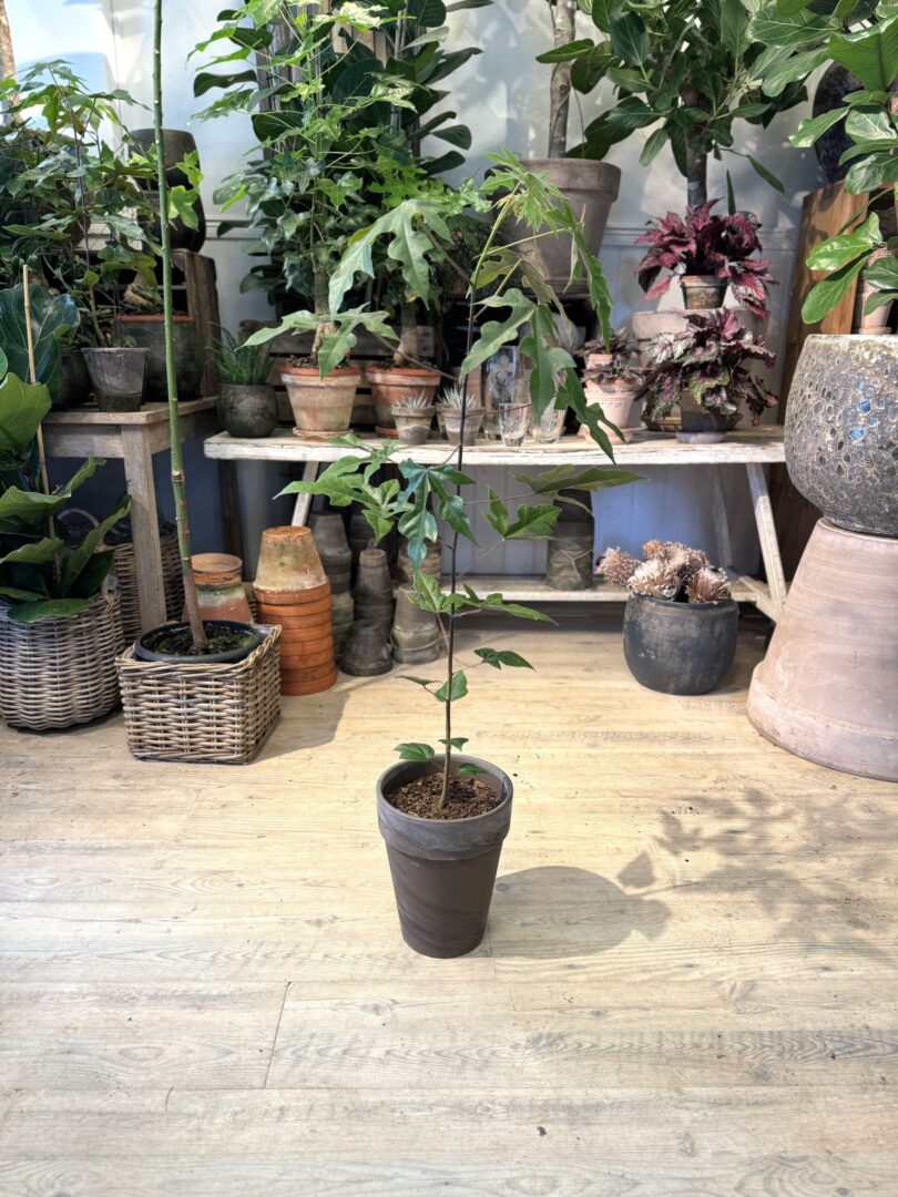 Kærlighedstræ 100 cm. - Happyflower-dk