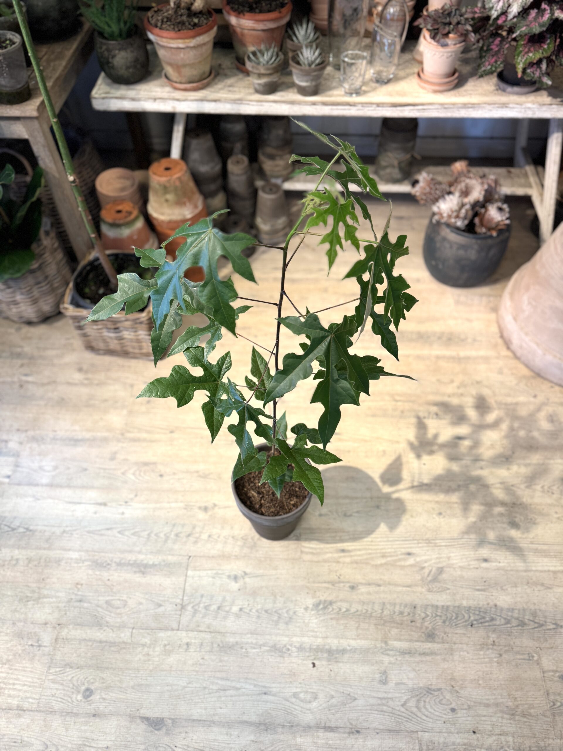 Kærlighedstræ 100 cm. - blade - Happyflower-dk