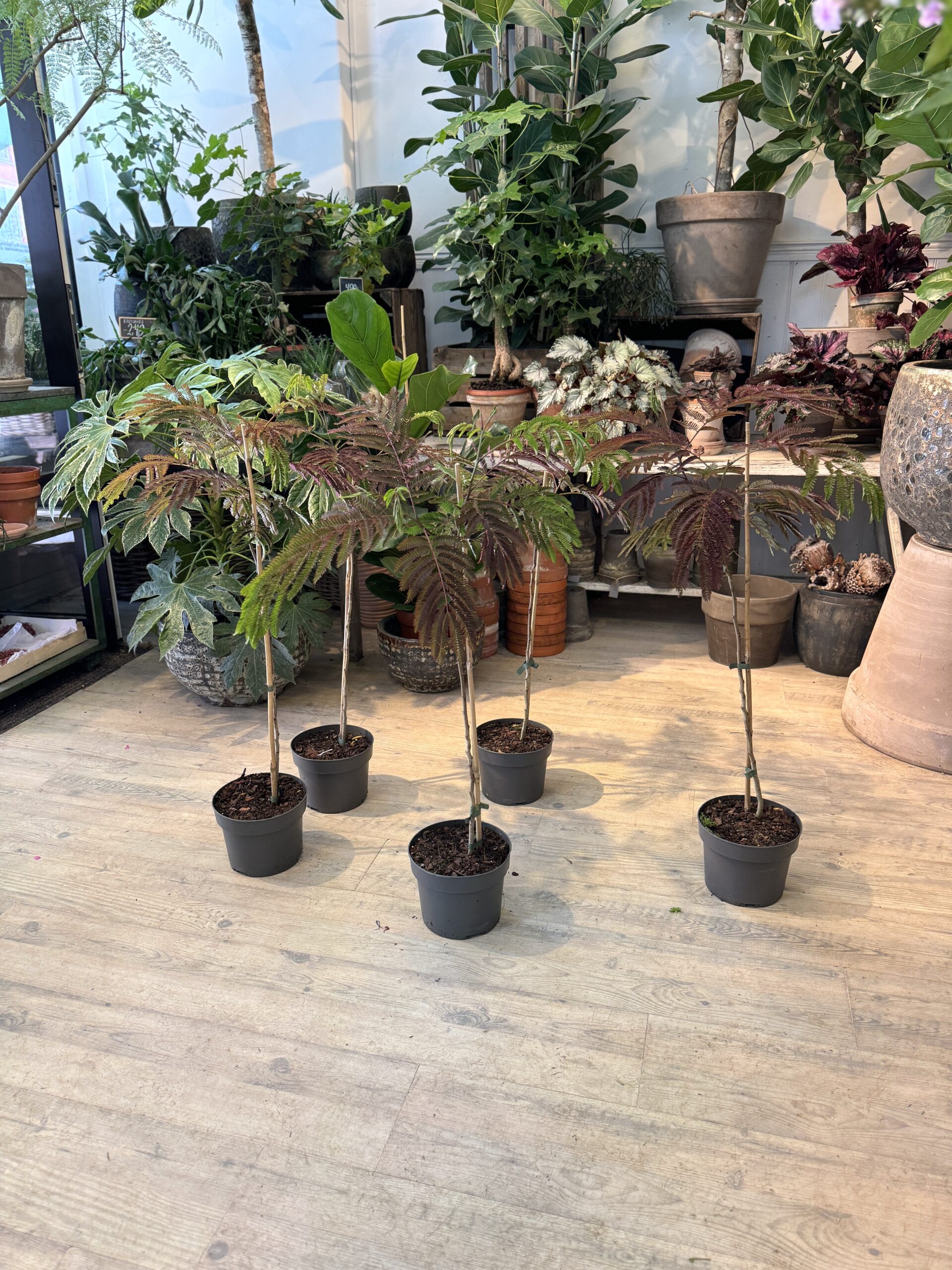 Silketræ - Fine silketræer - Happyflower-dk