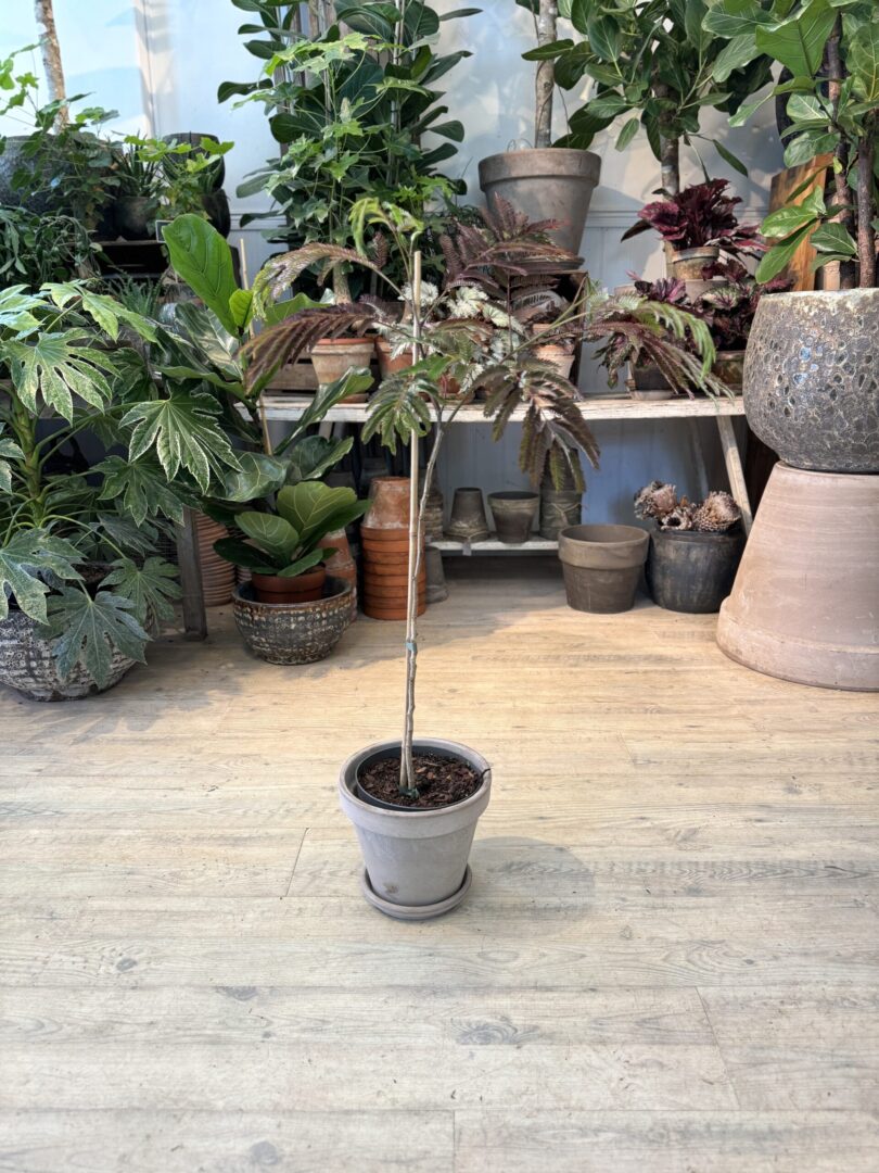 Silketræ - Happyflower-dk