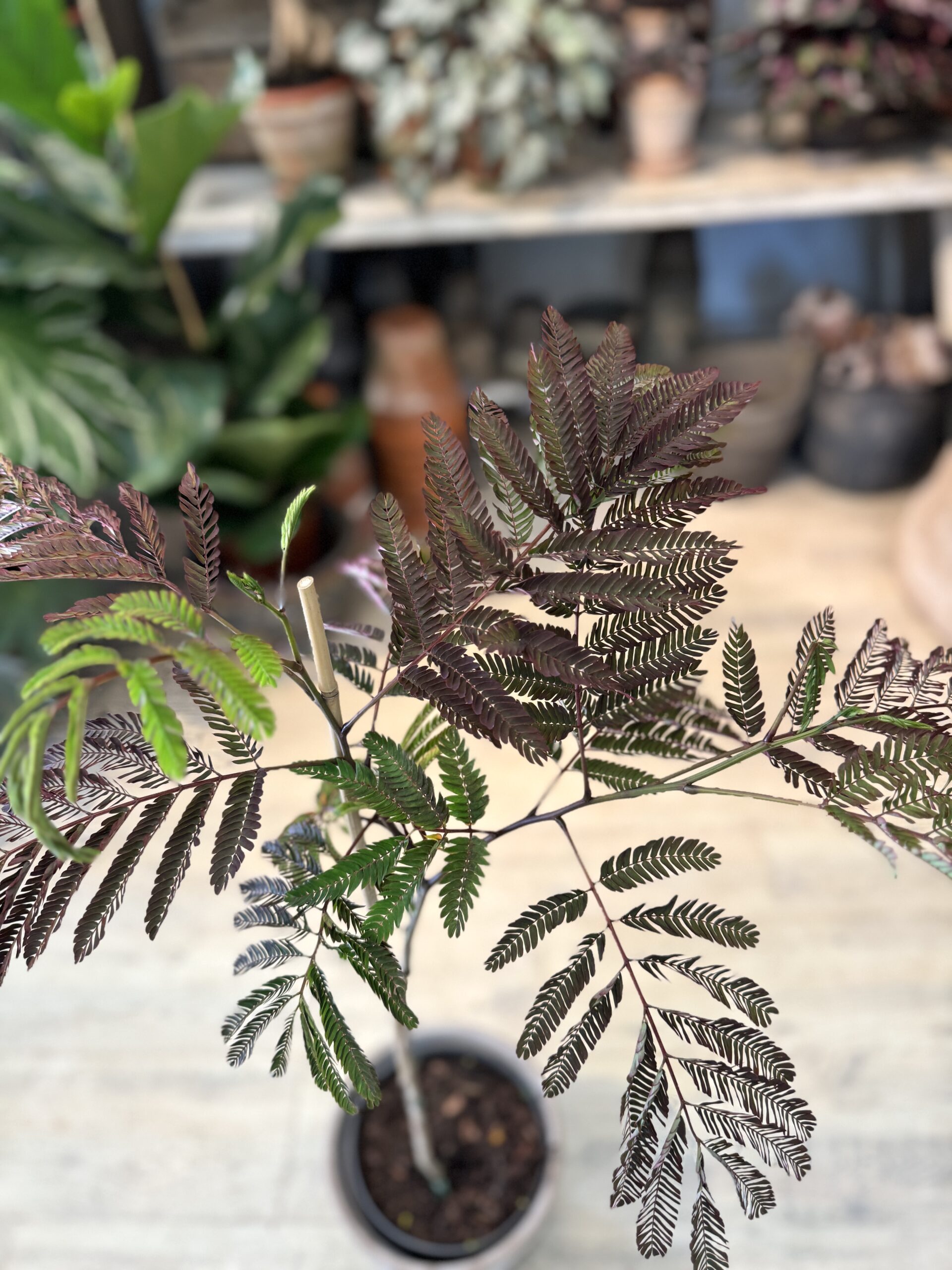 Silketræer - blad - Happyflwoer-dk