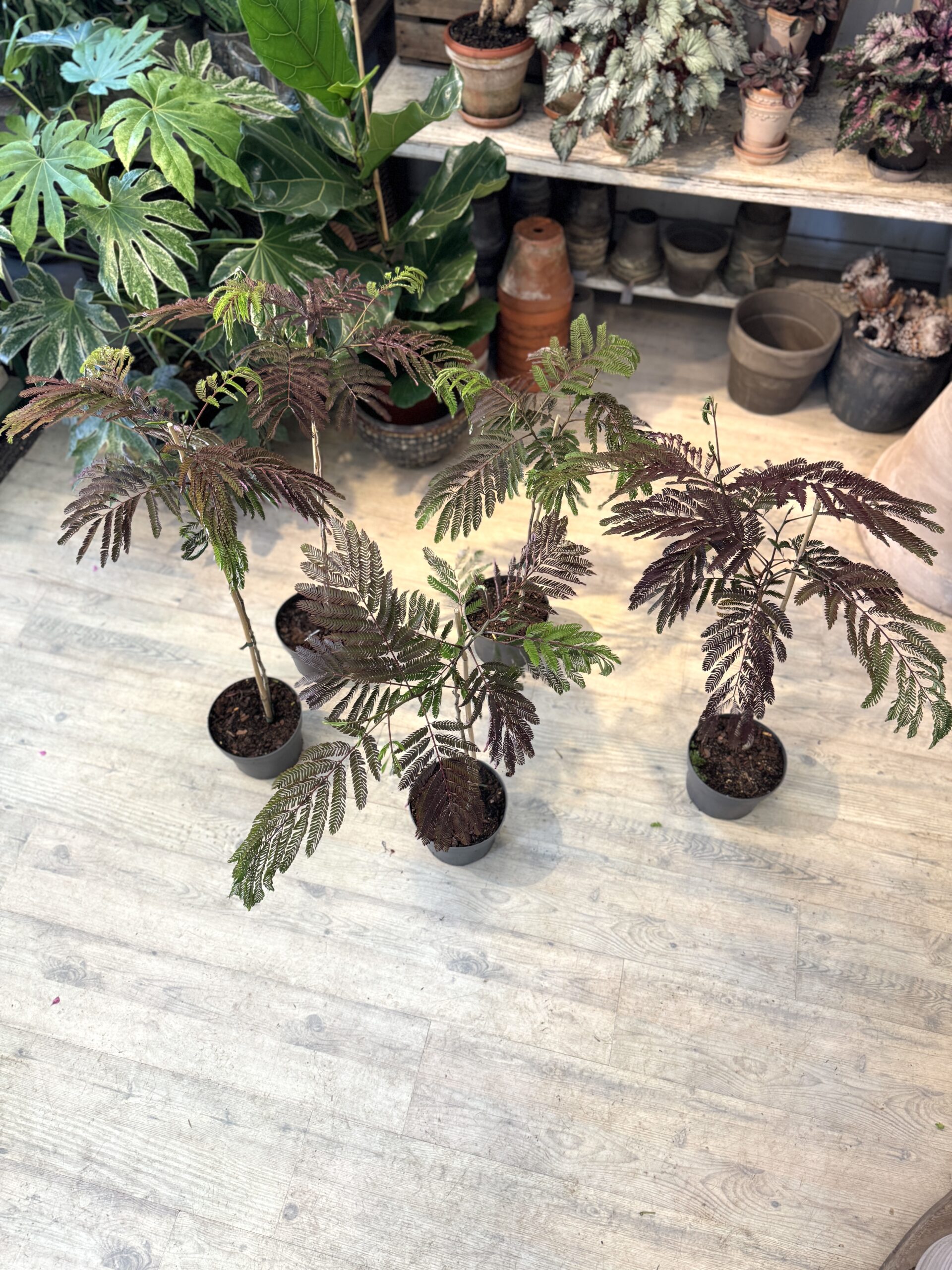 Silketræe - blade - Happyflwoer-dk