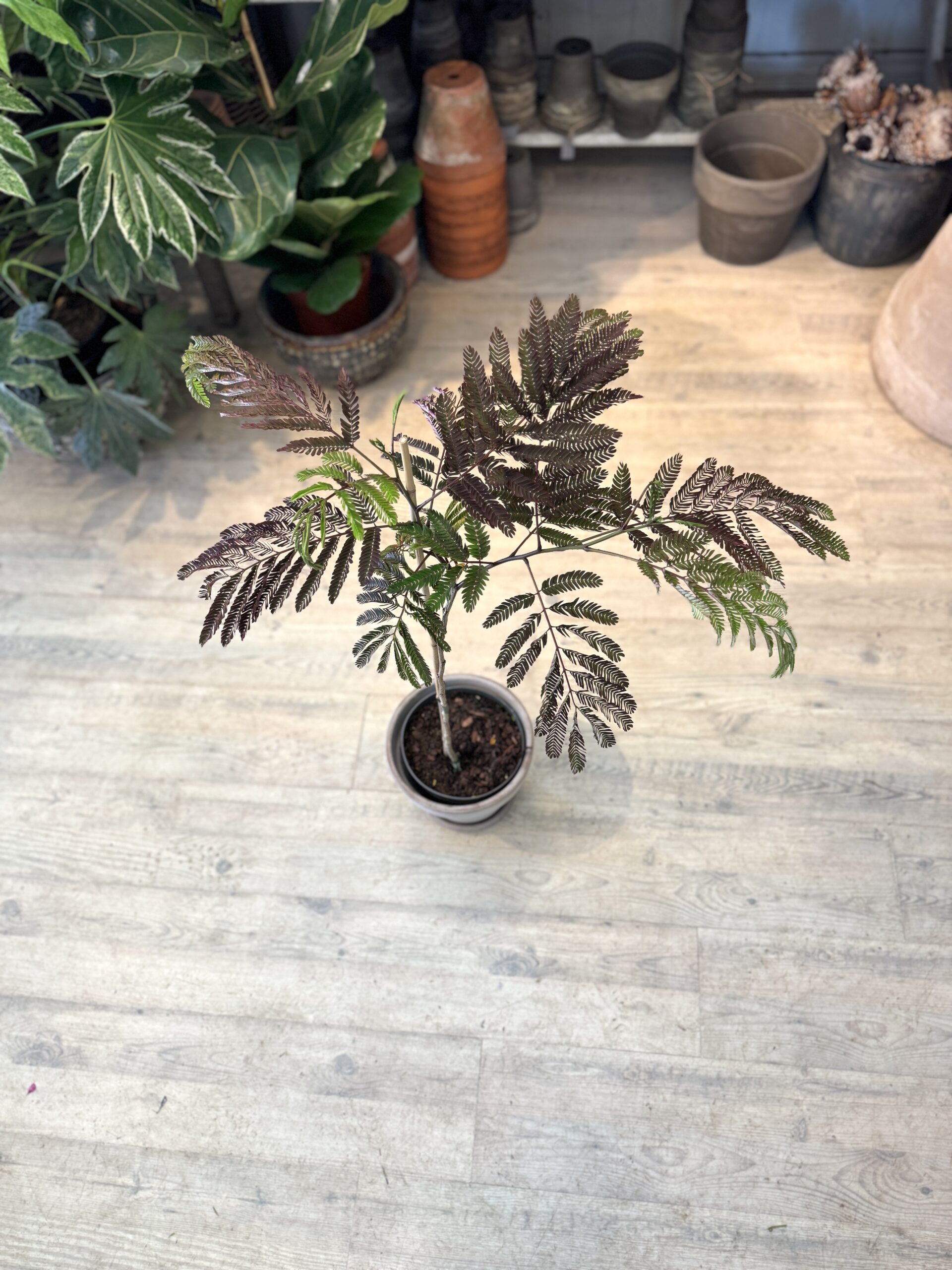 Silketræer - krone - Happyflwoer-dk