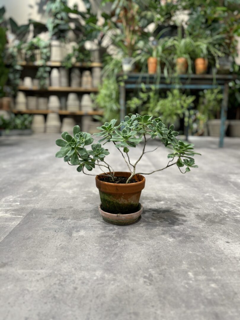 Aeonium Spathulatum - Happyflower-dk