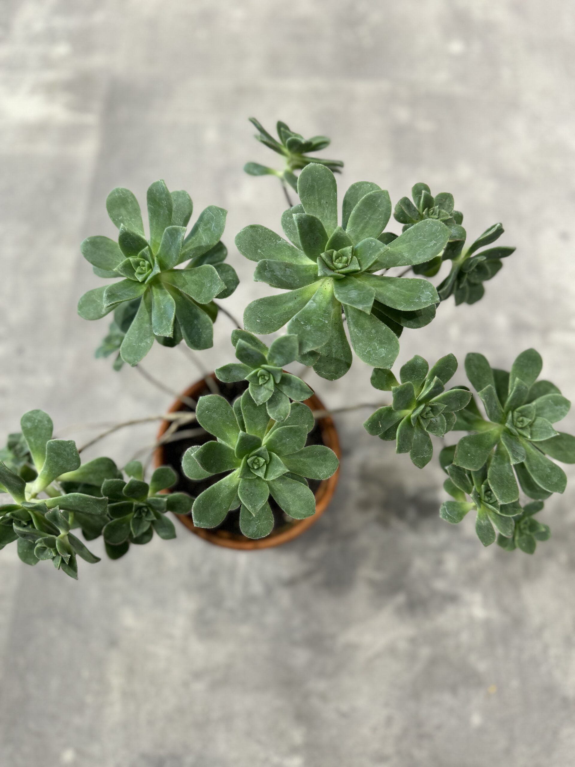 Aeonium Spathulatum - Stueplanter København - Happyflower-dk