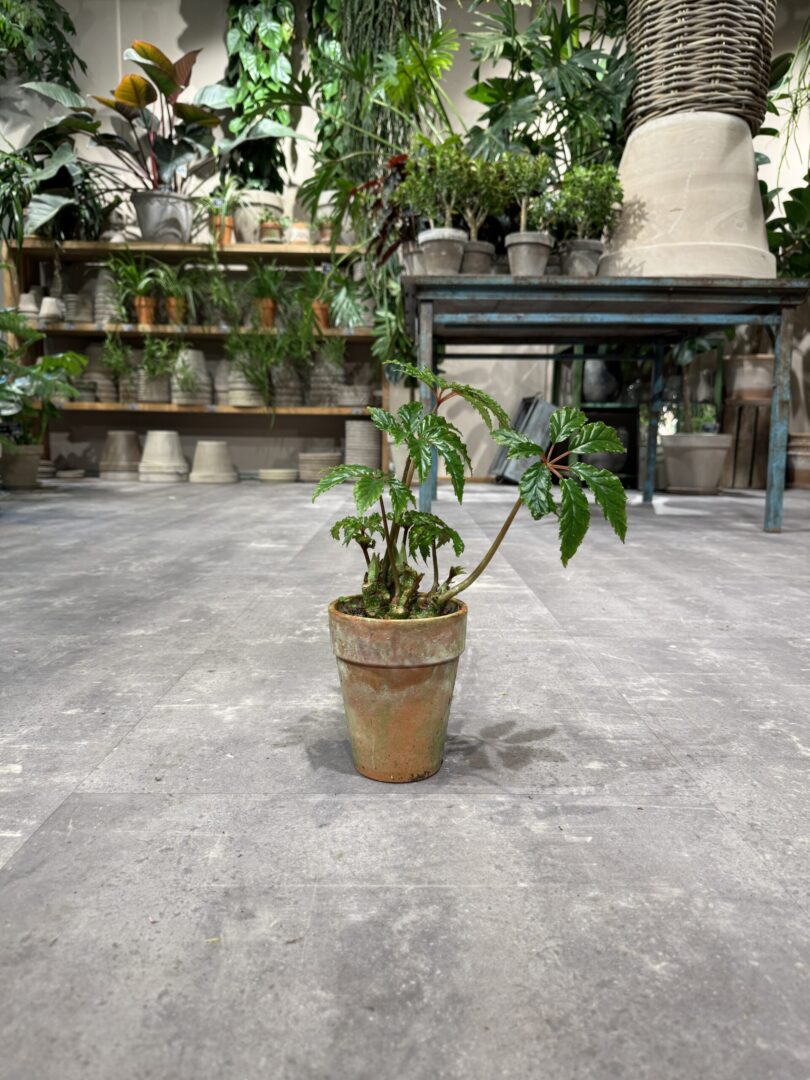 Begonia Carolineifolia fra dansk gartner - Happyflower-dk