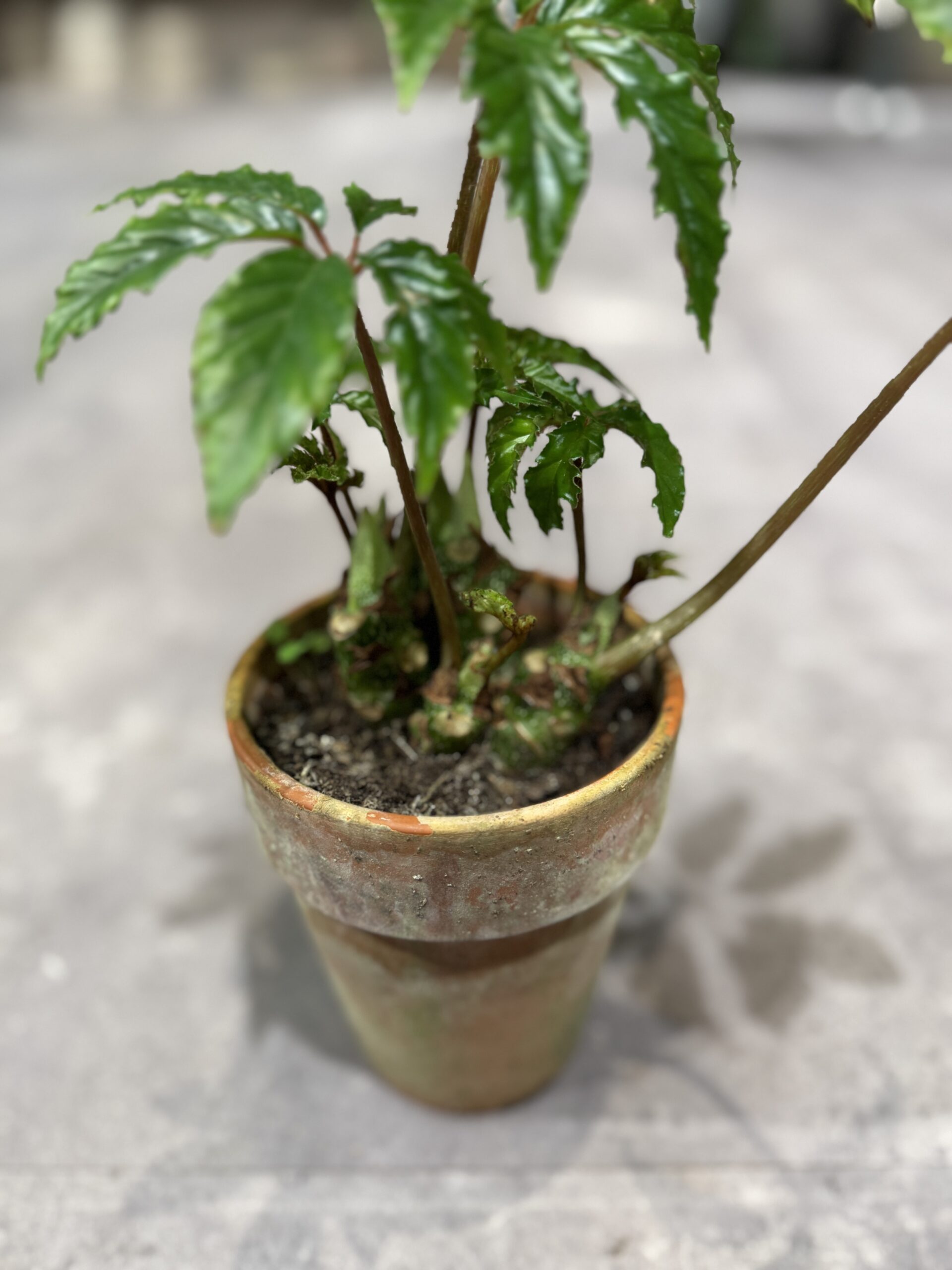 Begonia Carolineifolia fra dansk gartner - Rødder - Happyflower-dk