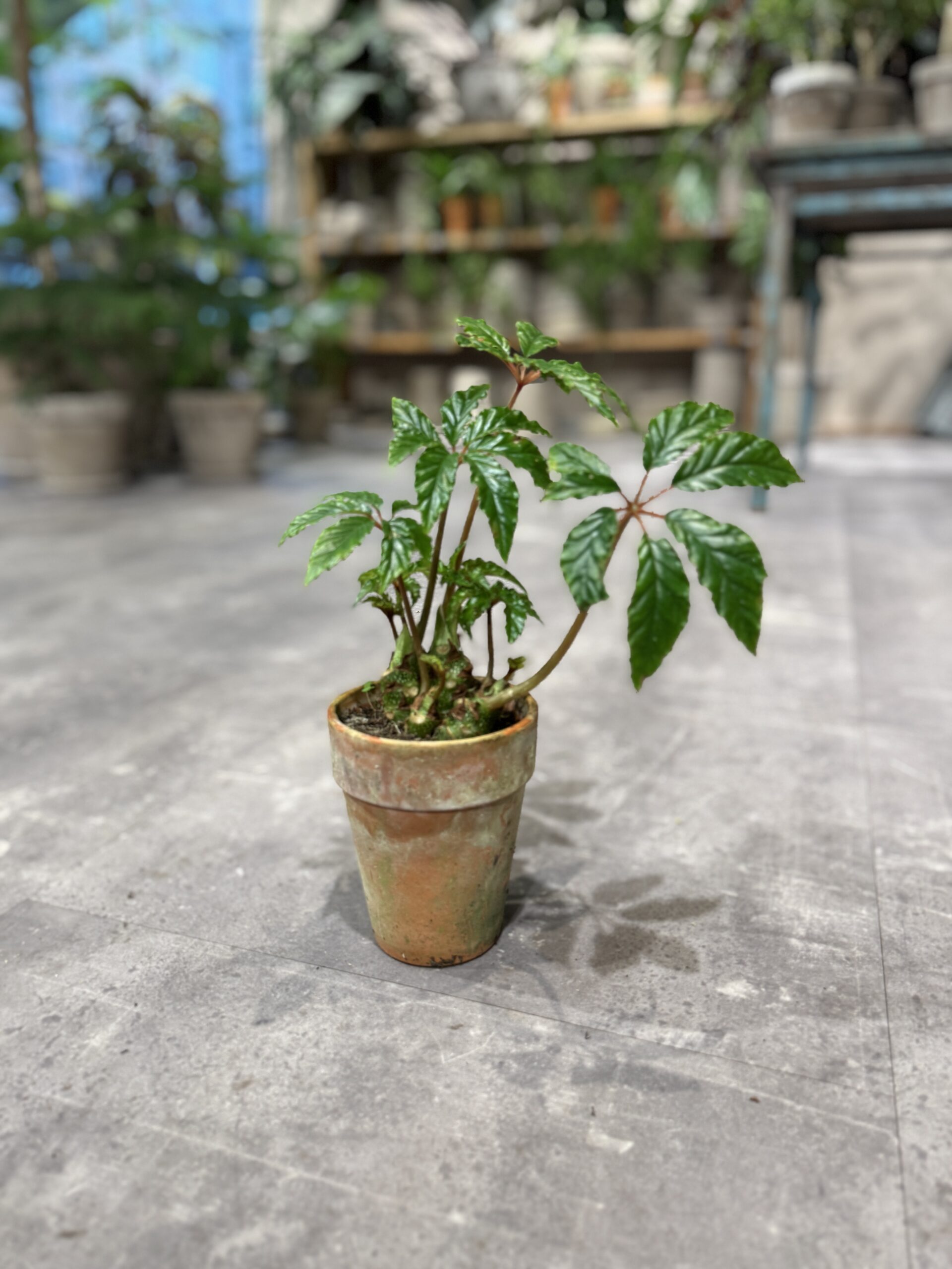 Begonia Carolineifolia fra dansk gartner - Stueplanter billigt - Happyflower-dk