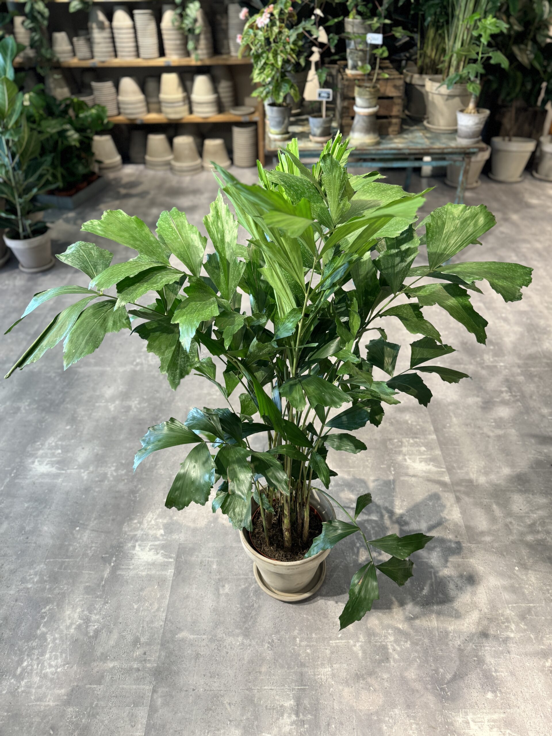 Caryota Mitis - Fiskehalepalme - Happyflower-dk