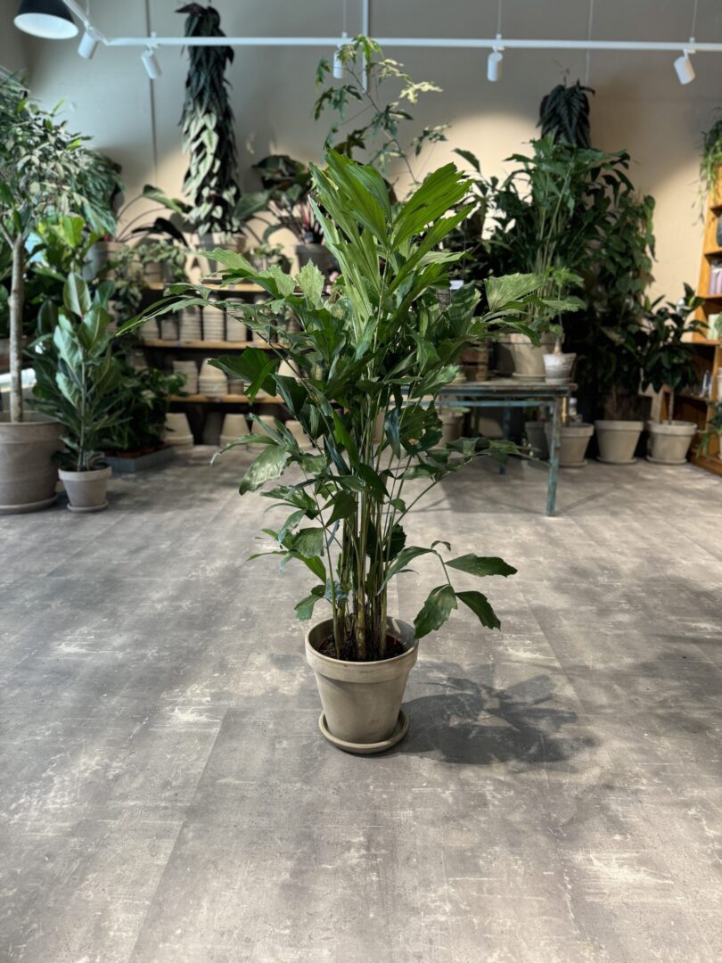 Caryota Mitis - Happyflower-dk