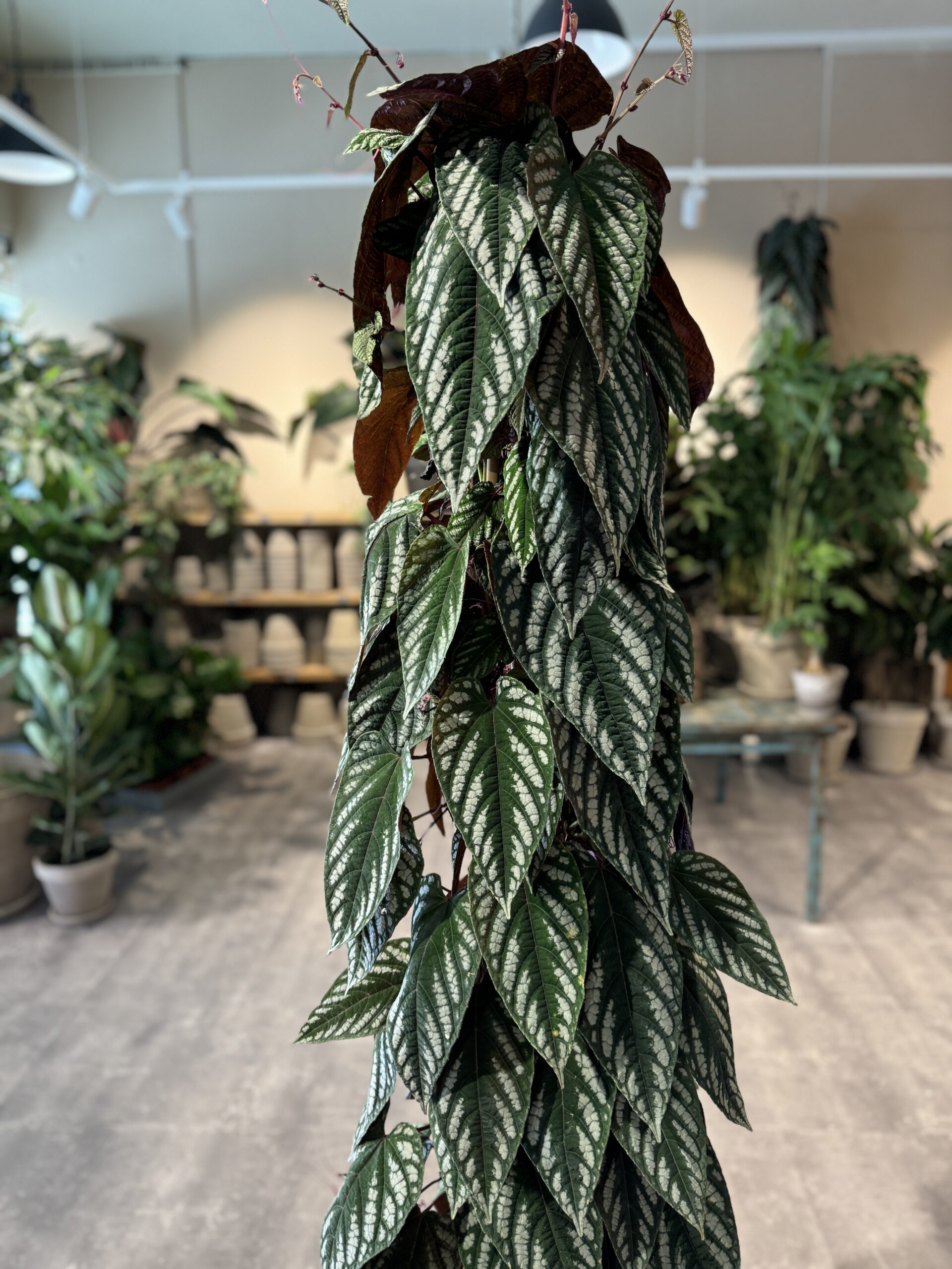 Cissus blade - Happyflower-dk