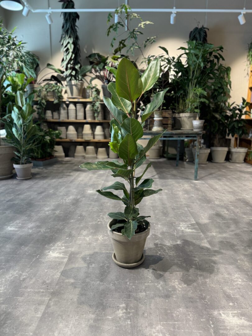 Ficus Roy - Happyflower-dk