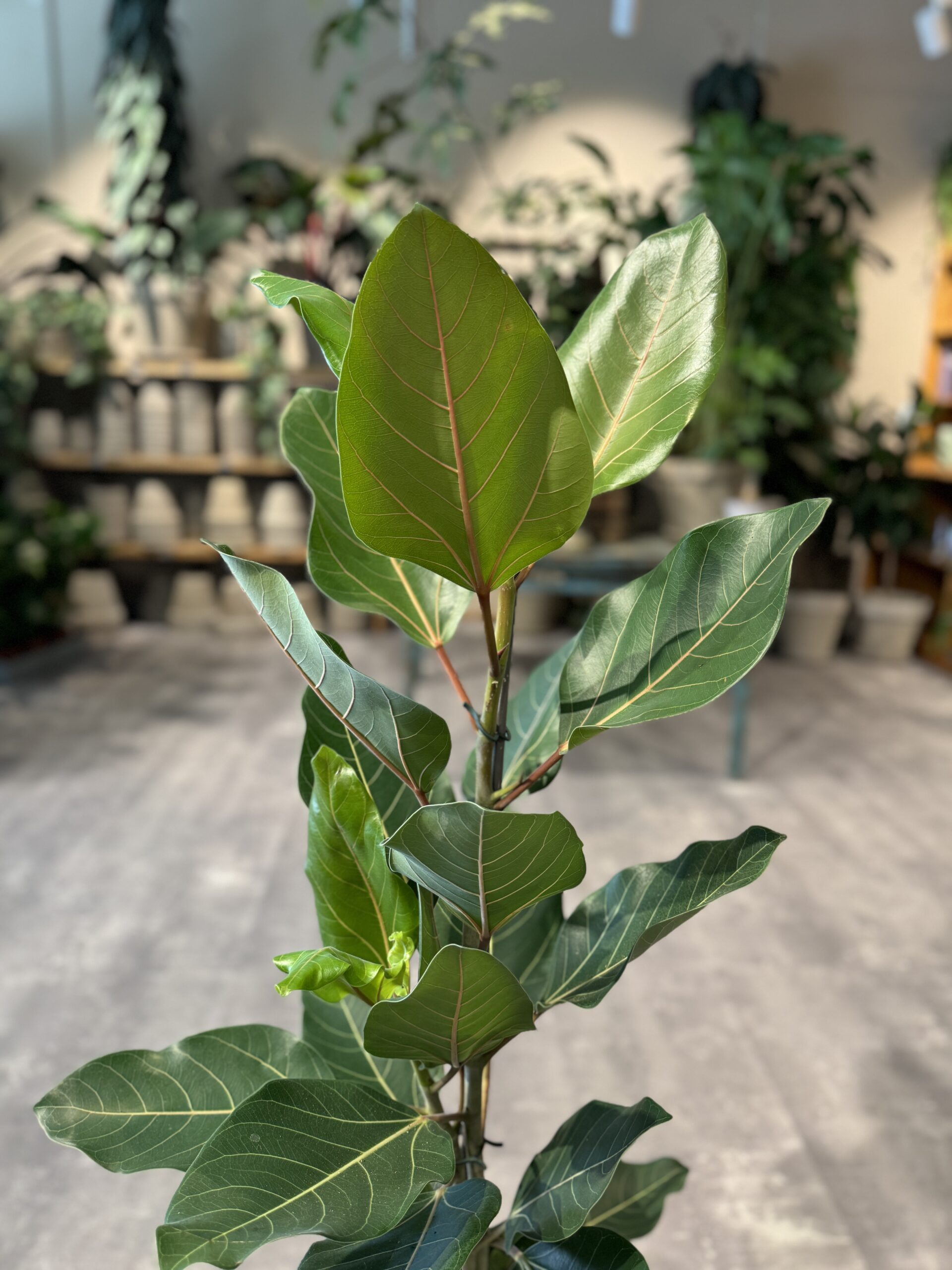 Ficus Roy billigt - Happyflower-dk