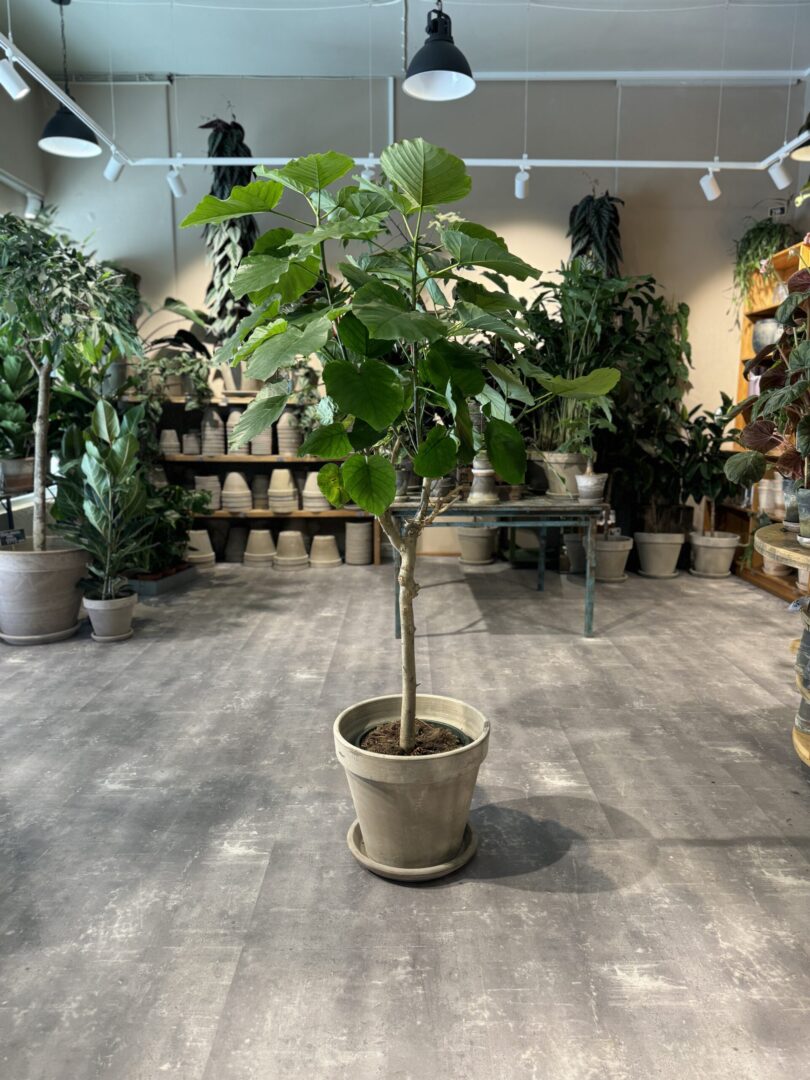 Ficus Umbellata - Happyflower-dk