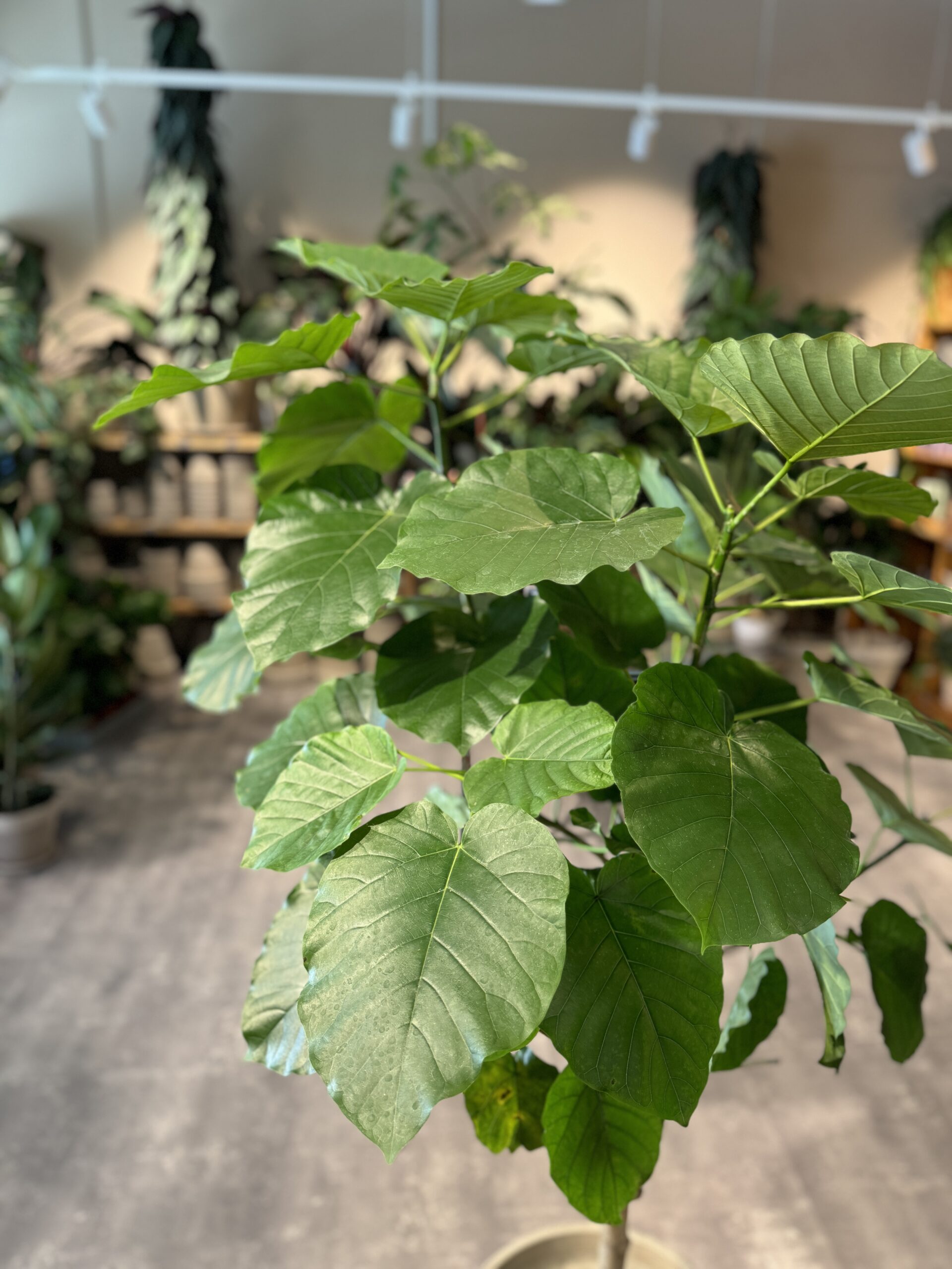 Ficus Umbellata blade - Happyflower-dk